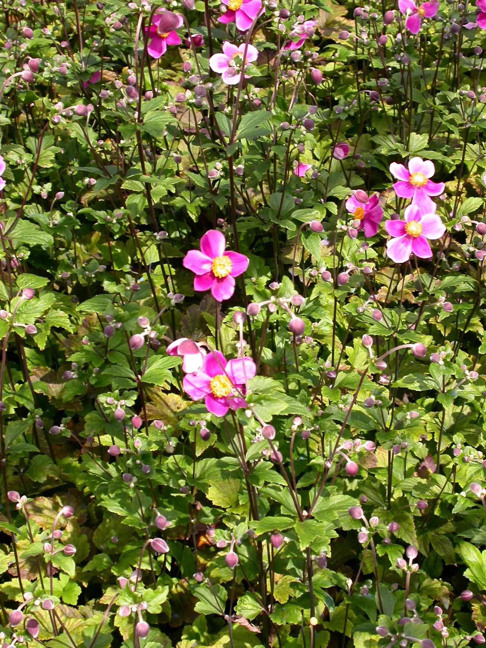 Anemone giapponese ‘Splendens’