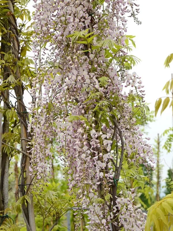 Glicine giapponese ‘Rosea’