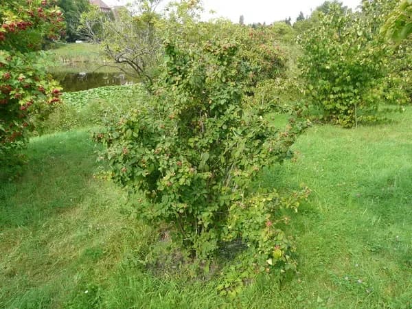 Viburnum mongolicum