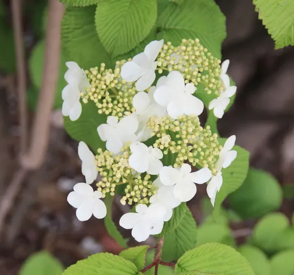 Viburno plicato ‘Rotundifolium’