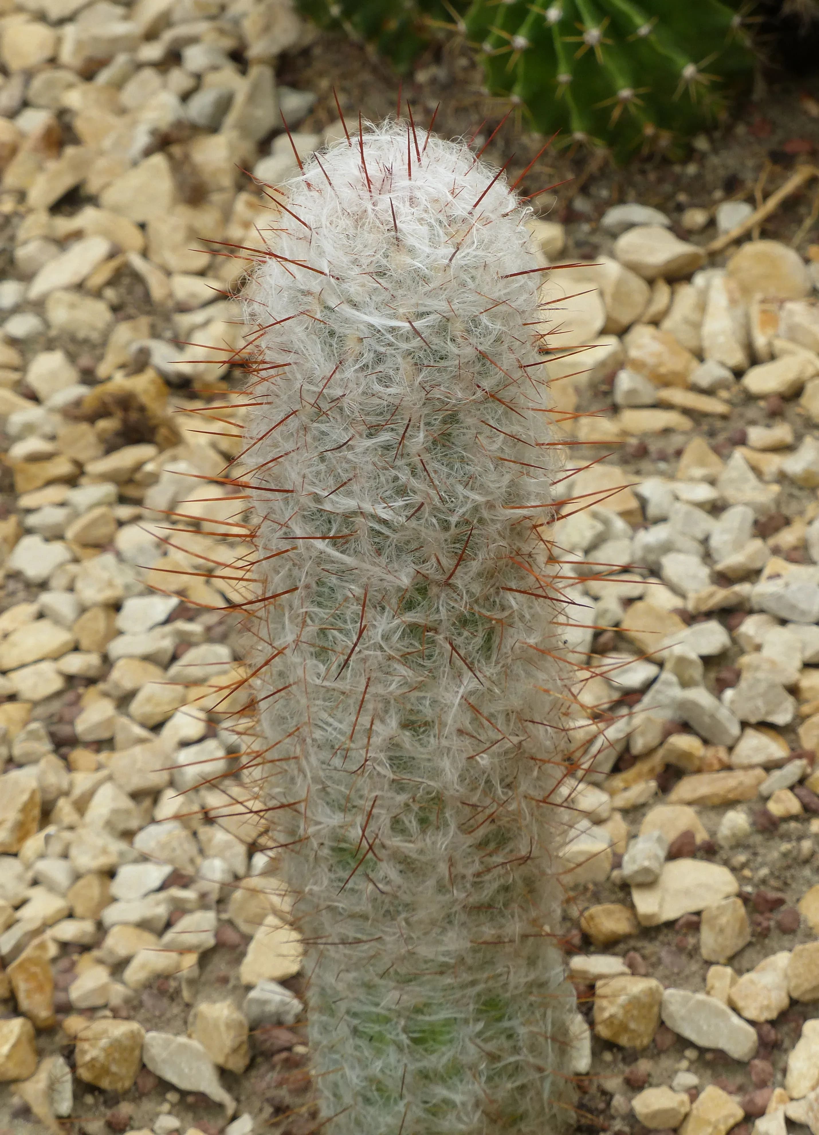 Cereo lanoso