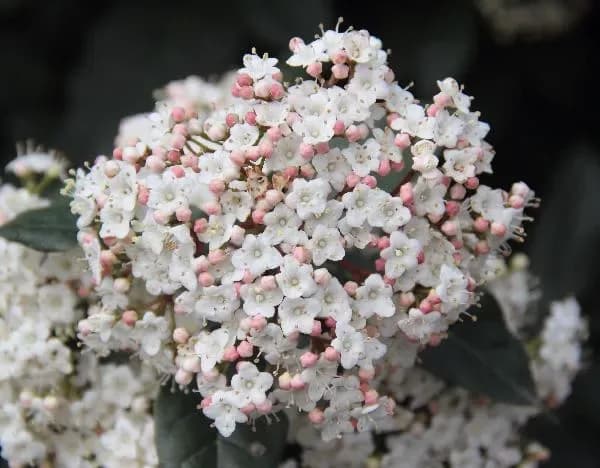 Viburno tino o Lentaggine ‘Variegatum’