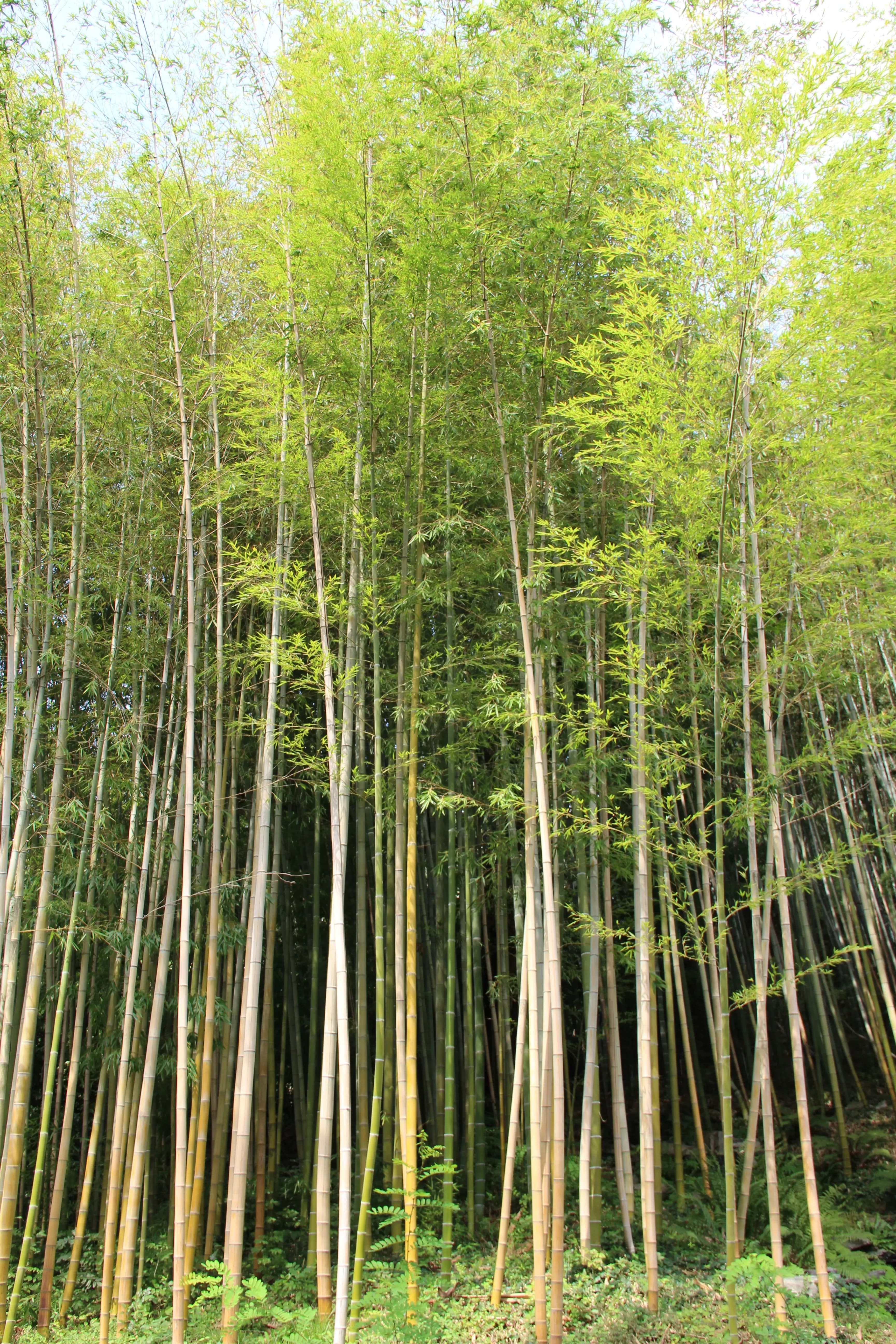 Bamboo Phyllostachys