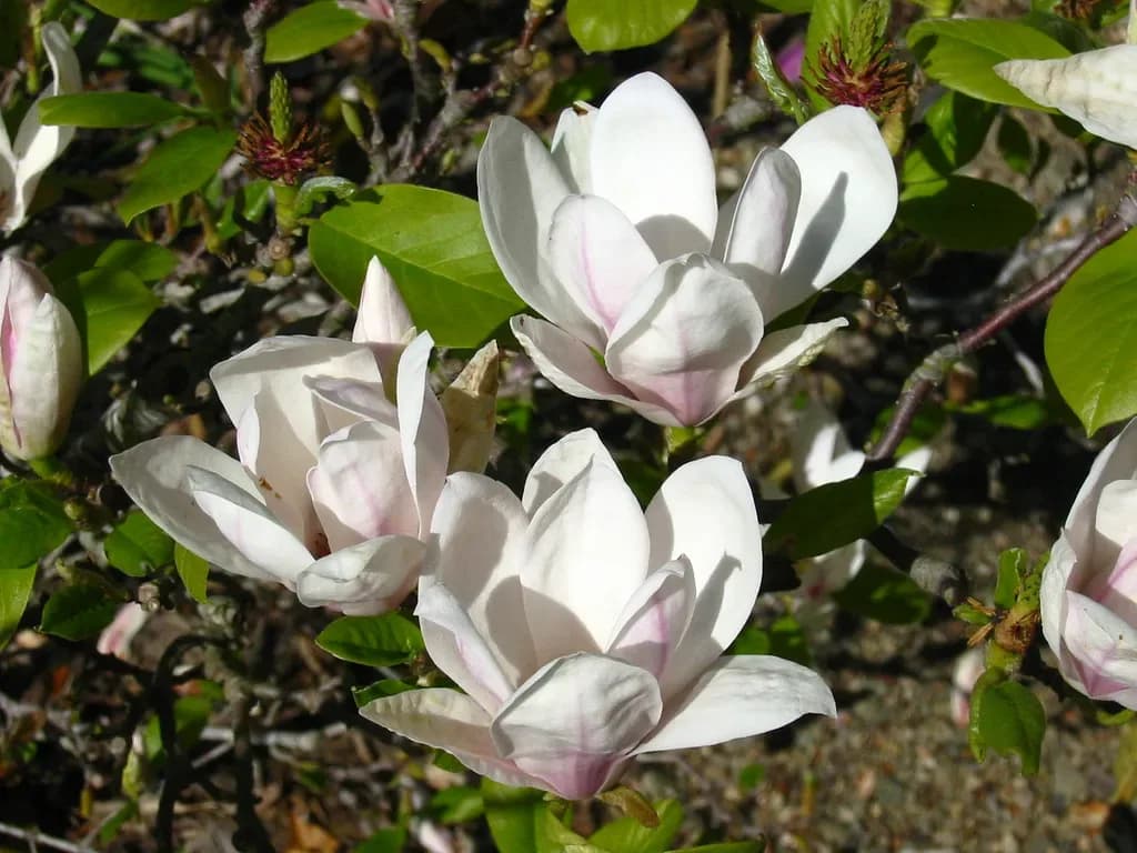 Magnolia