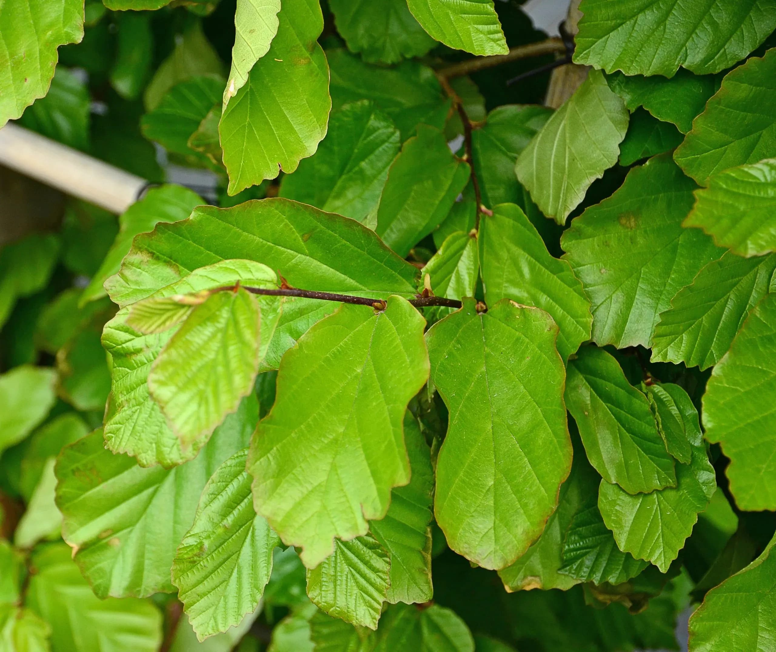 Albero di ferro