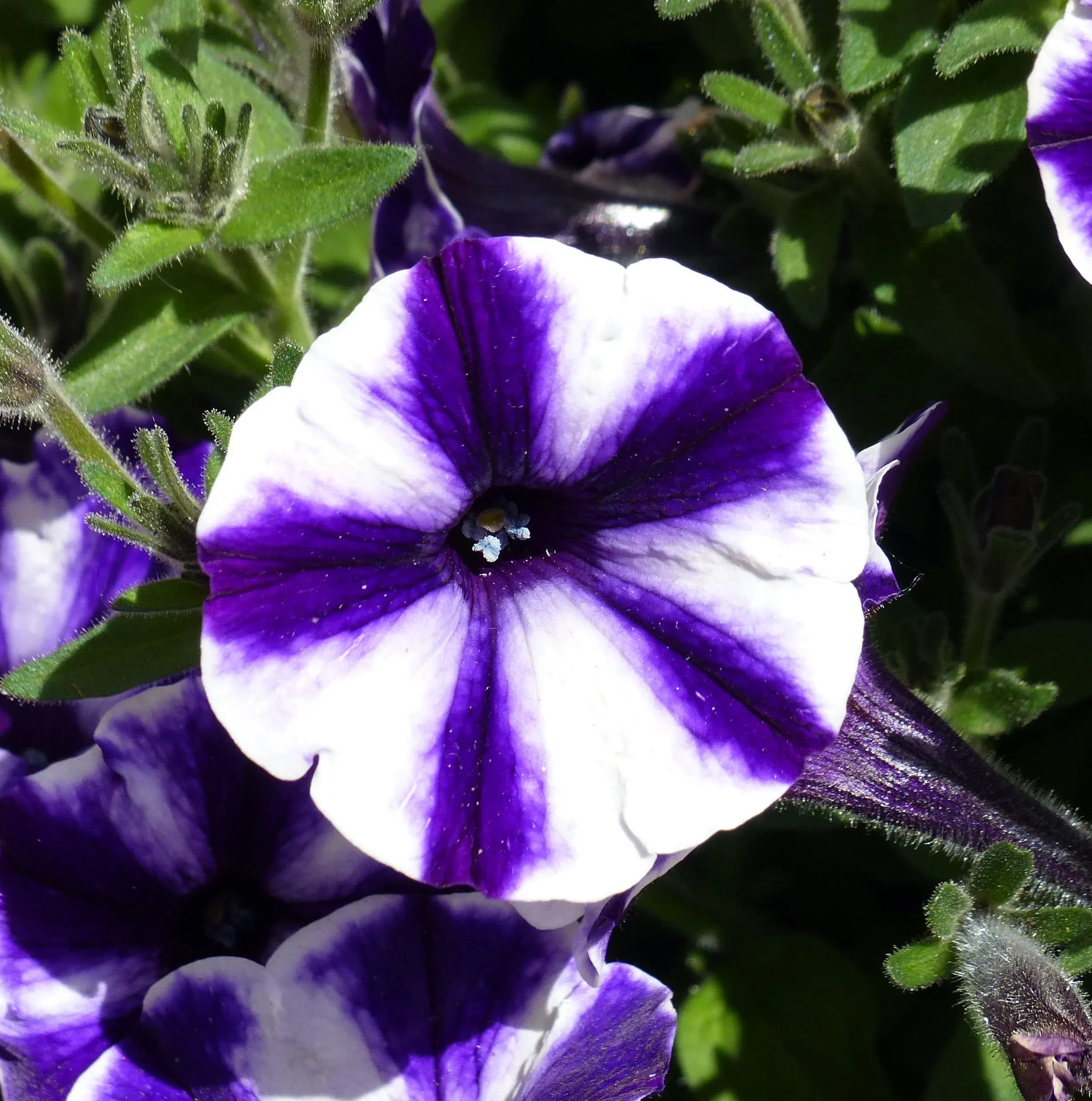 Petunia