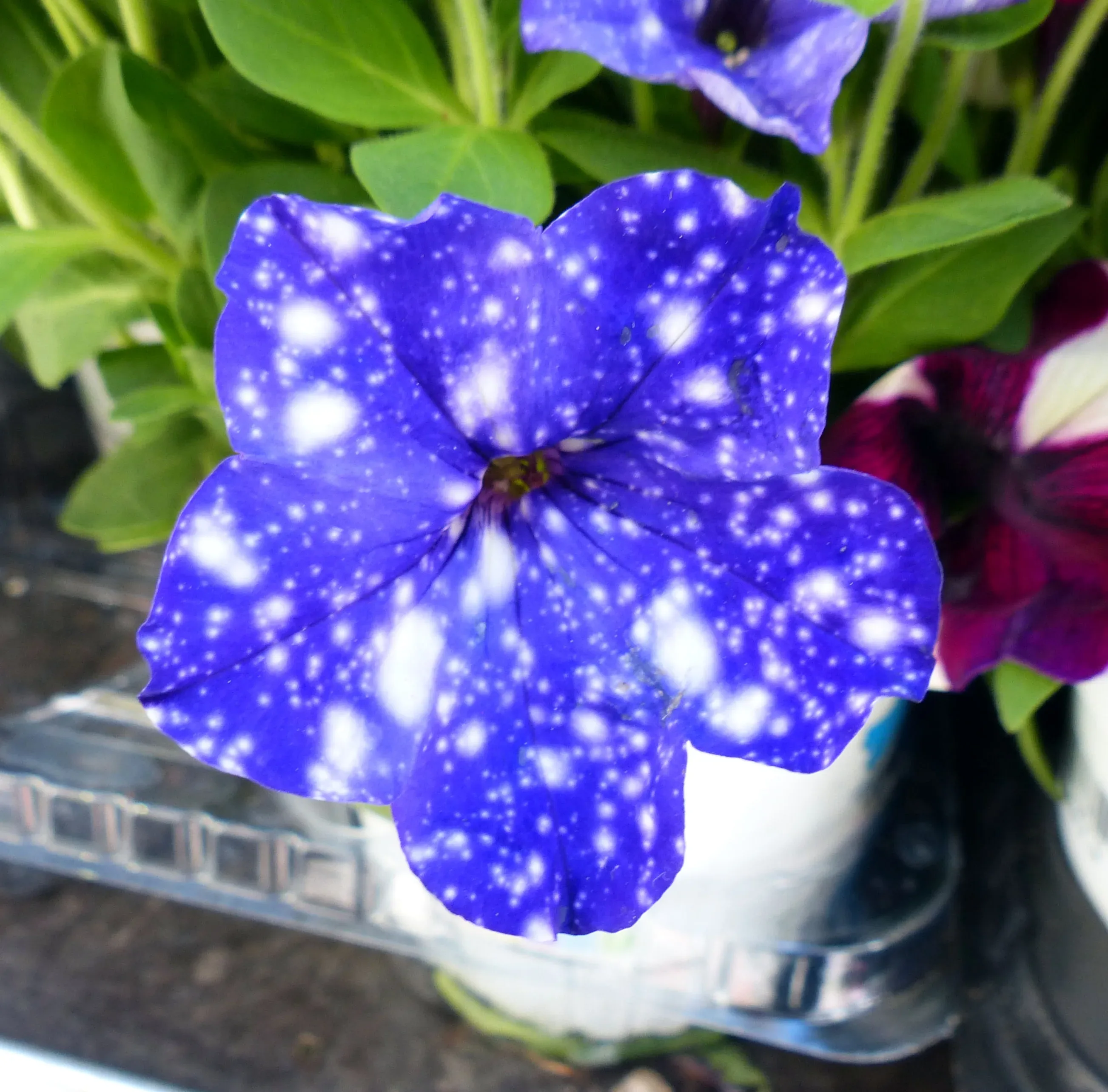 Petunia