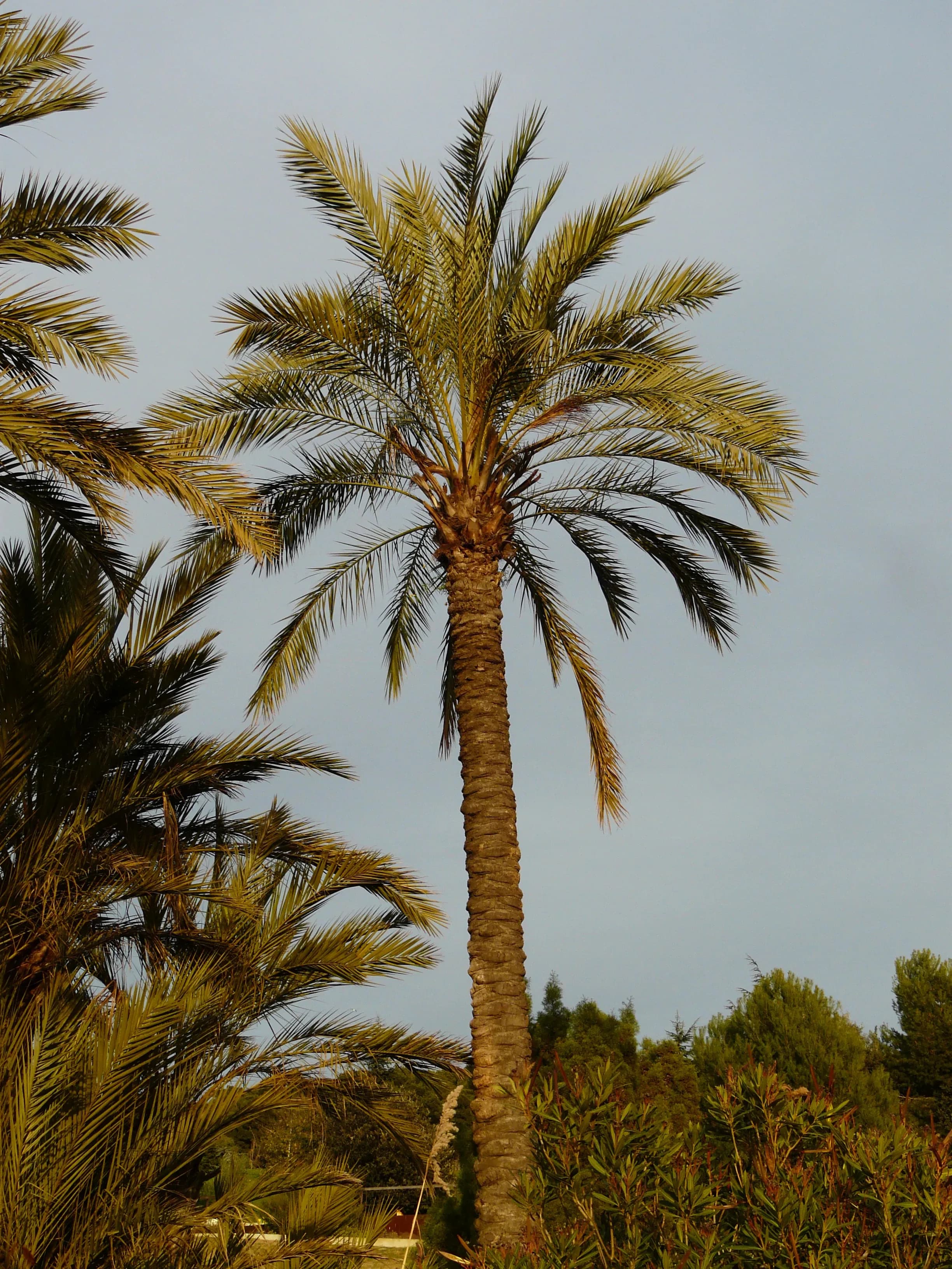 Palma da datteri