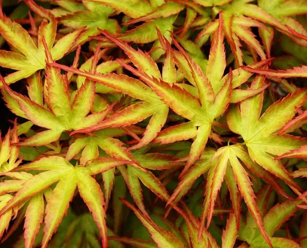 Acero Palmato 'Kamagata'