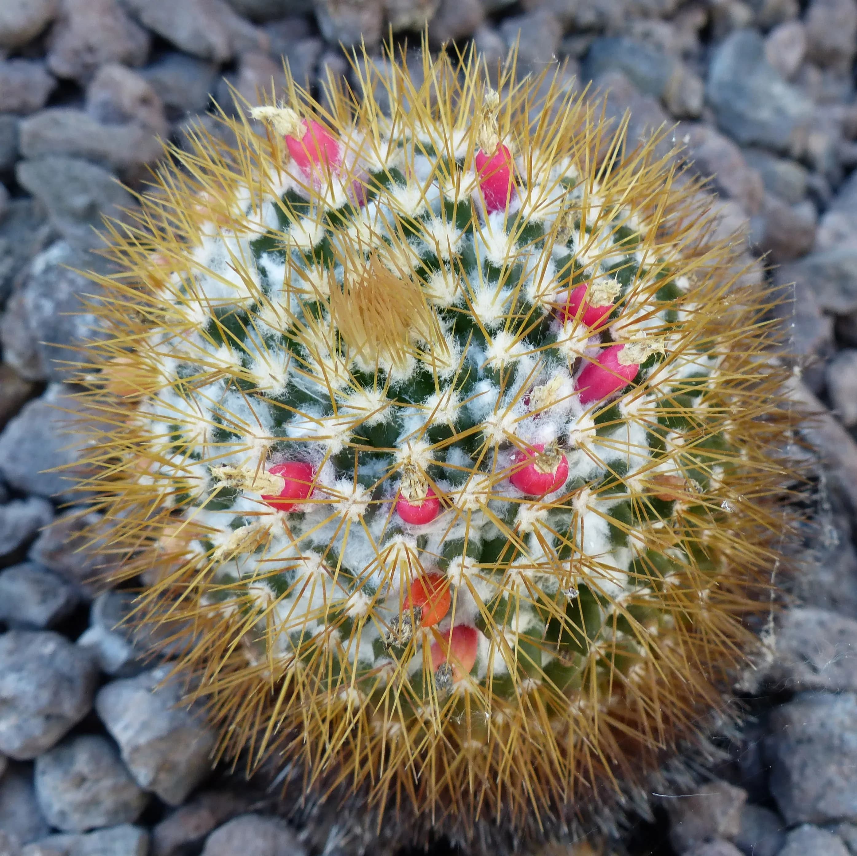 Mammillaria
