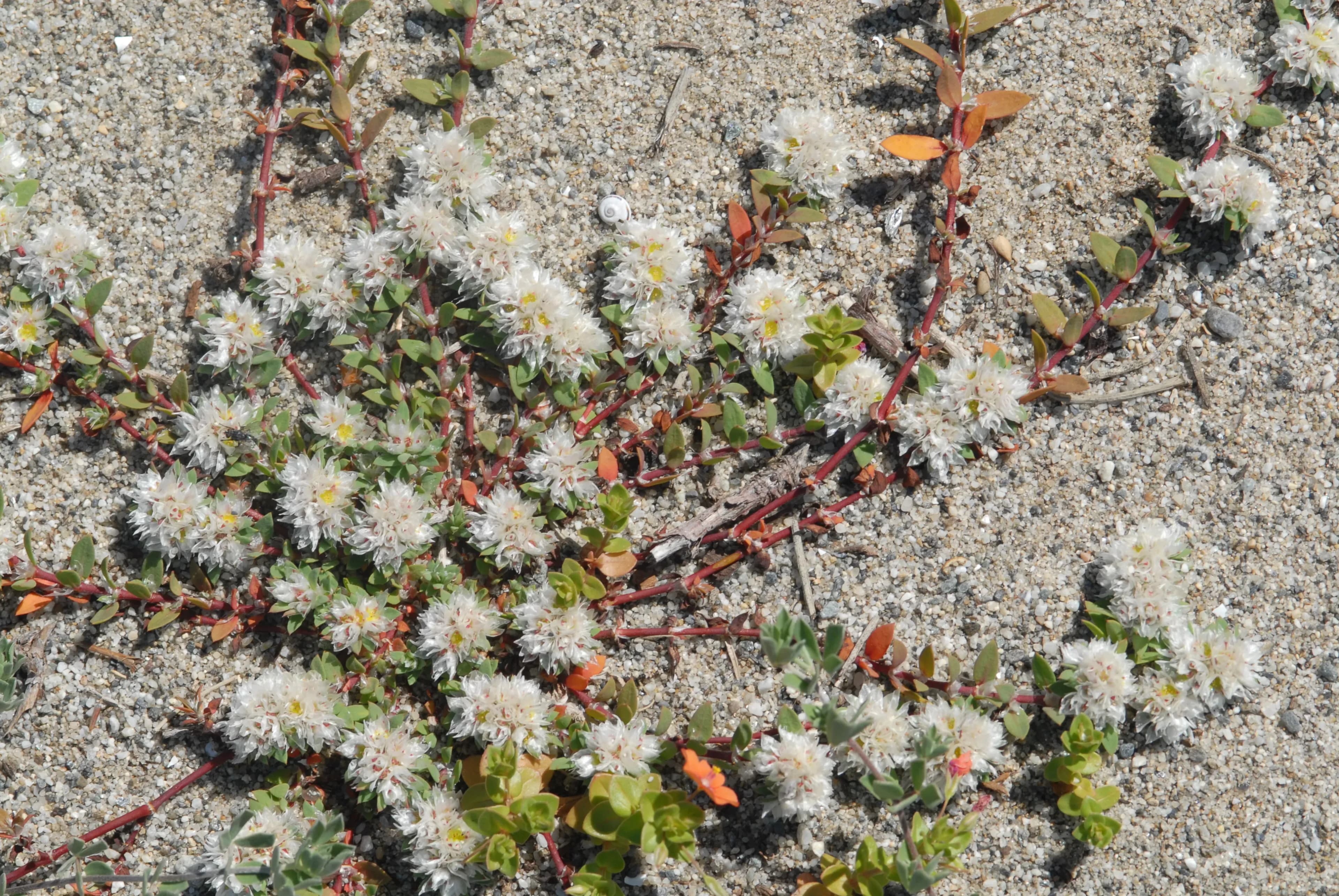 Paronichia