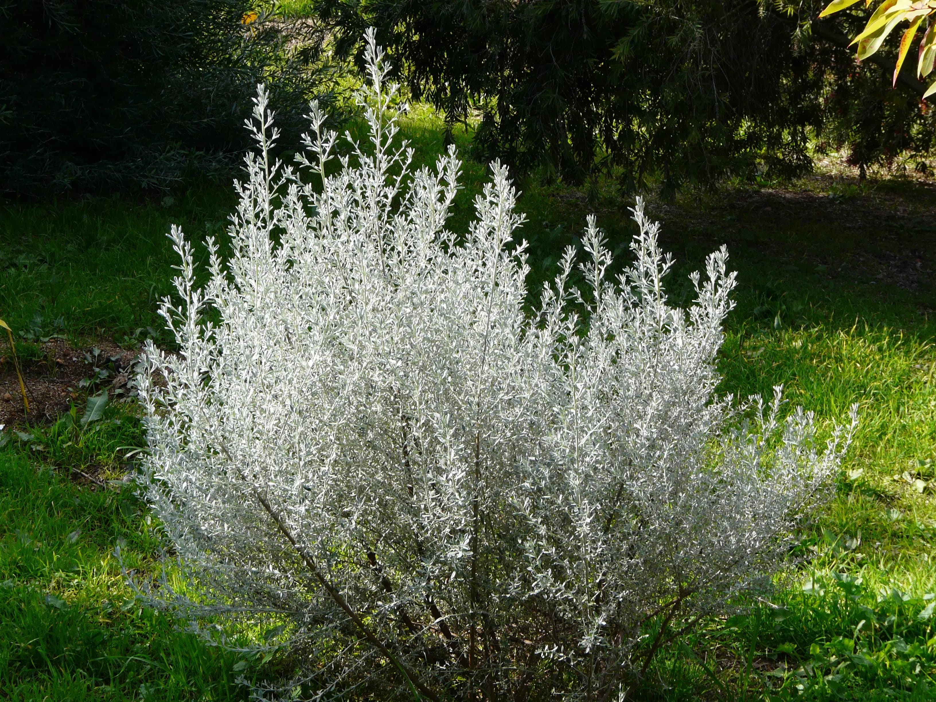 Olearia