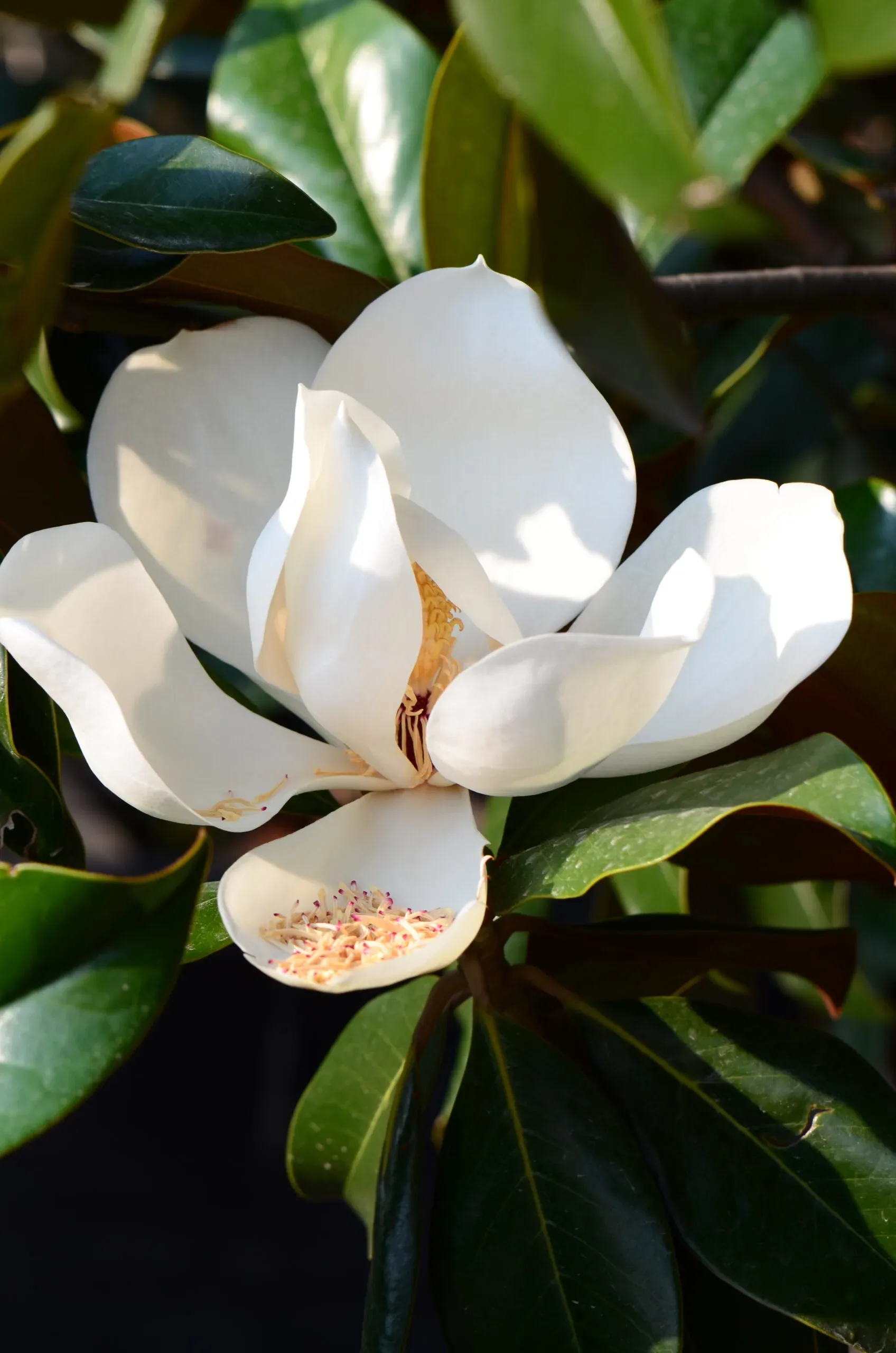 Magnolia