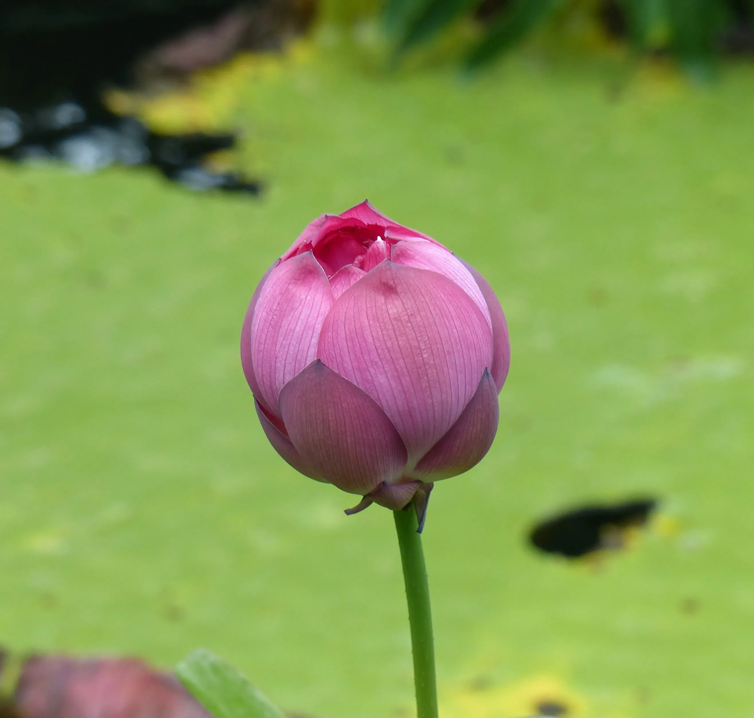 Loto
