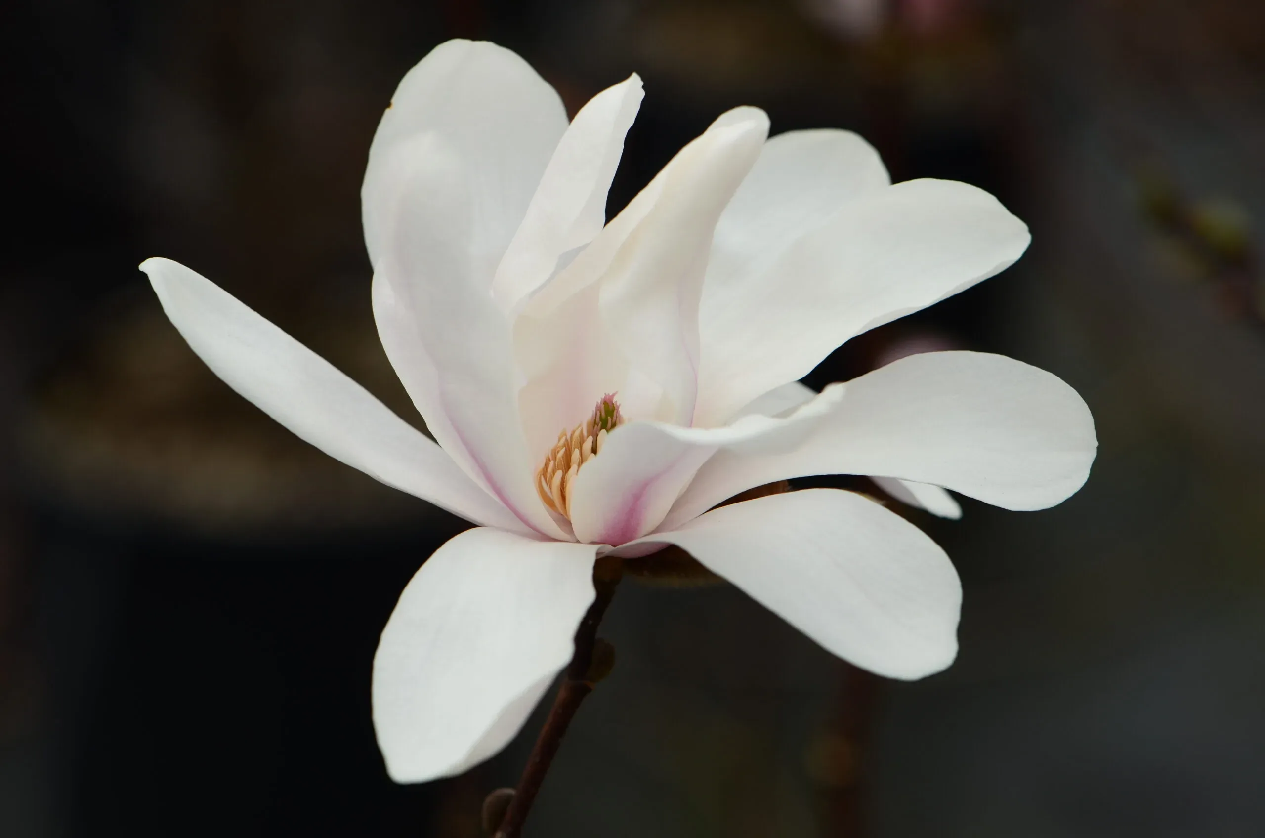 Magnolia