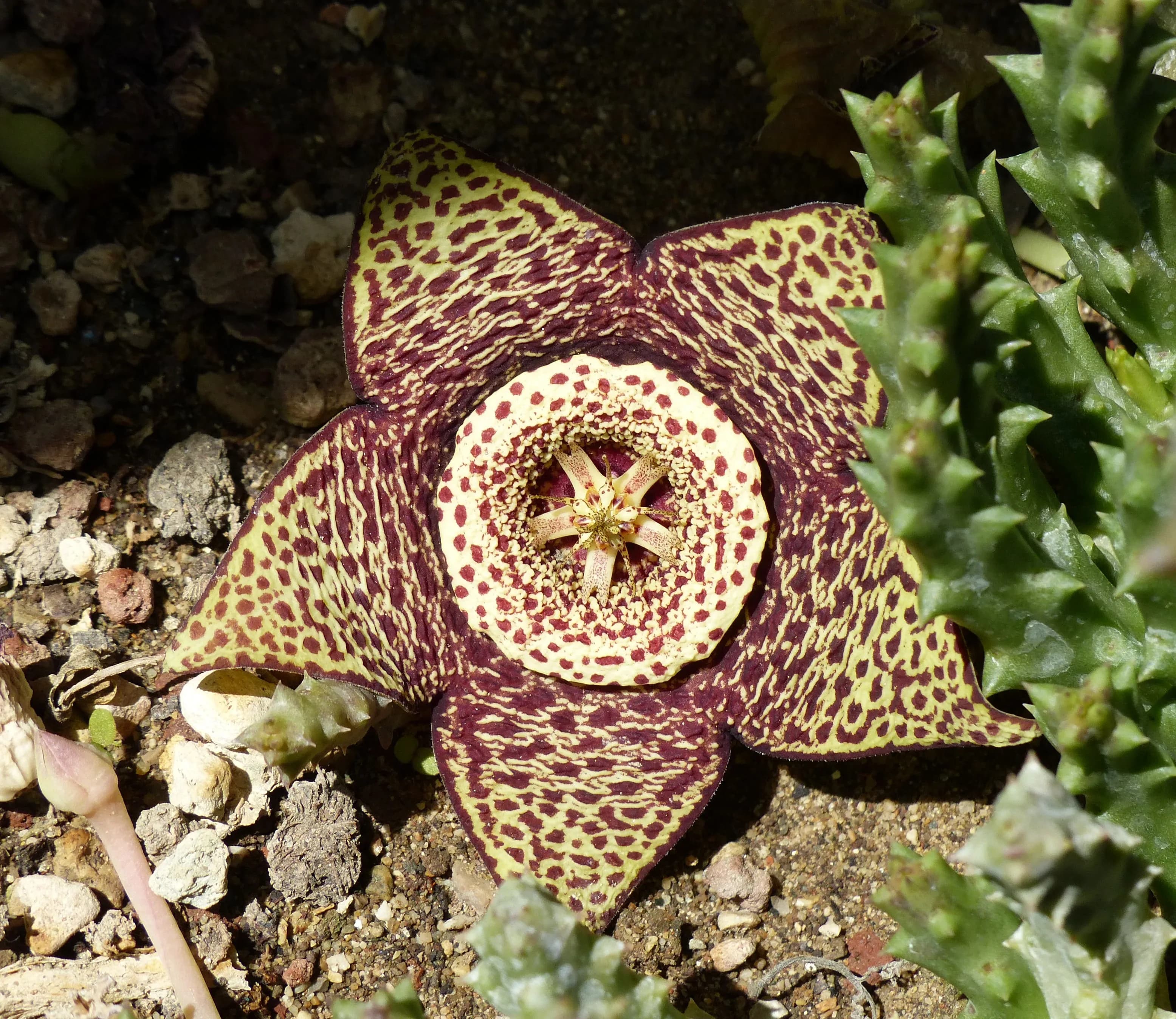 Fiore carogna (orbea)