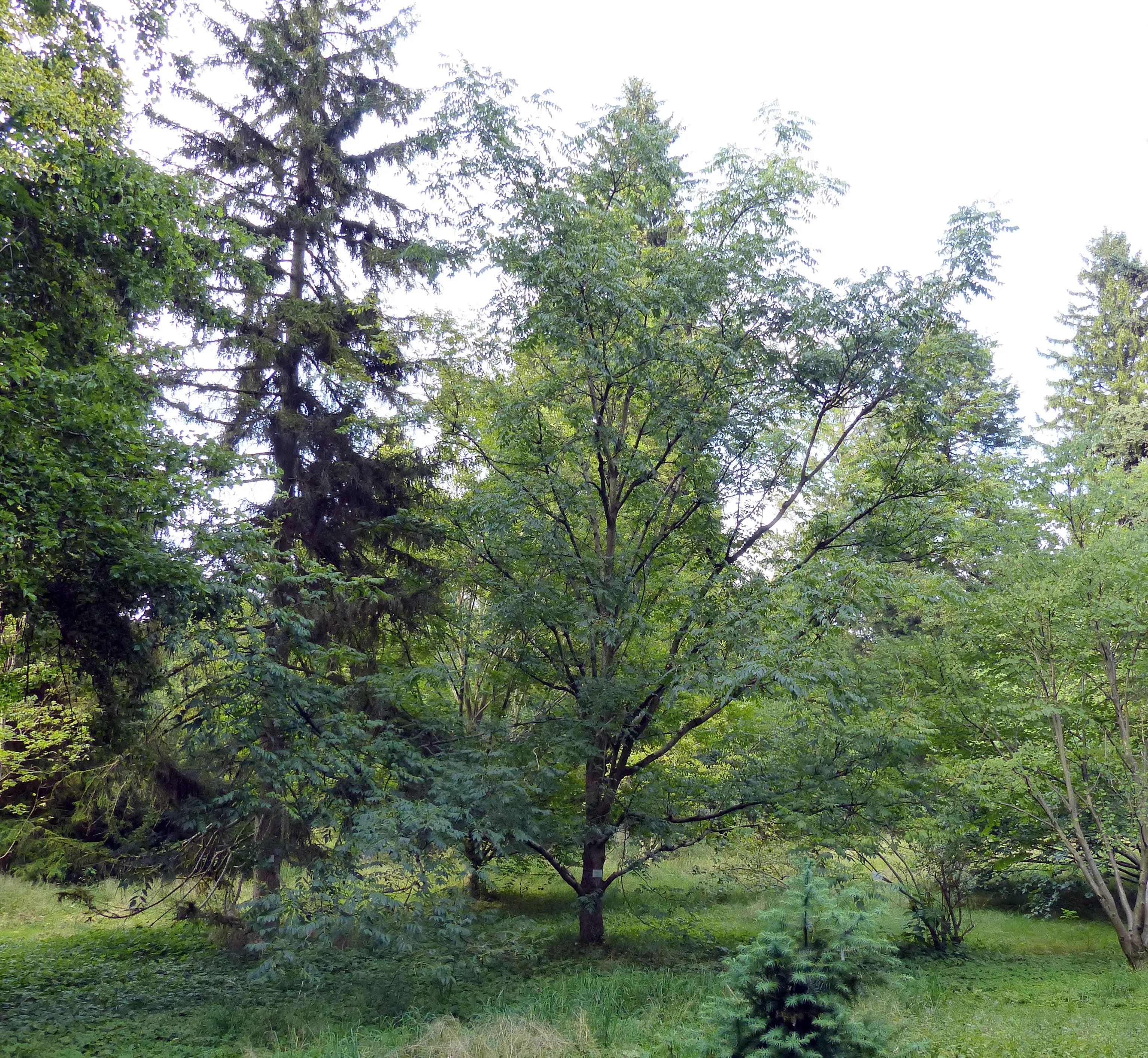 Albero del sughero della Manciuria