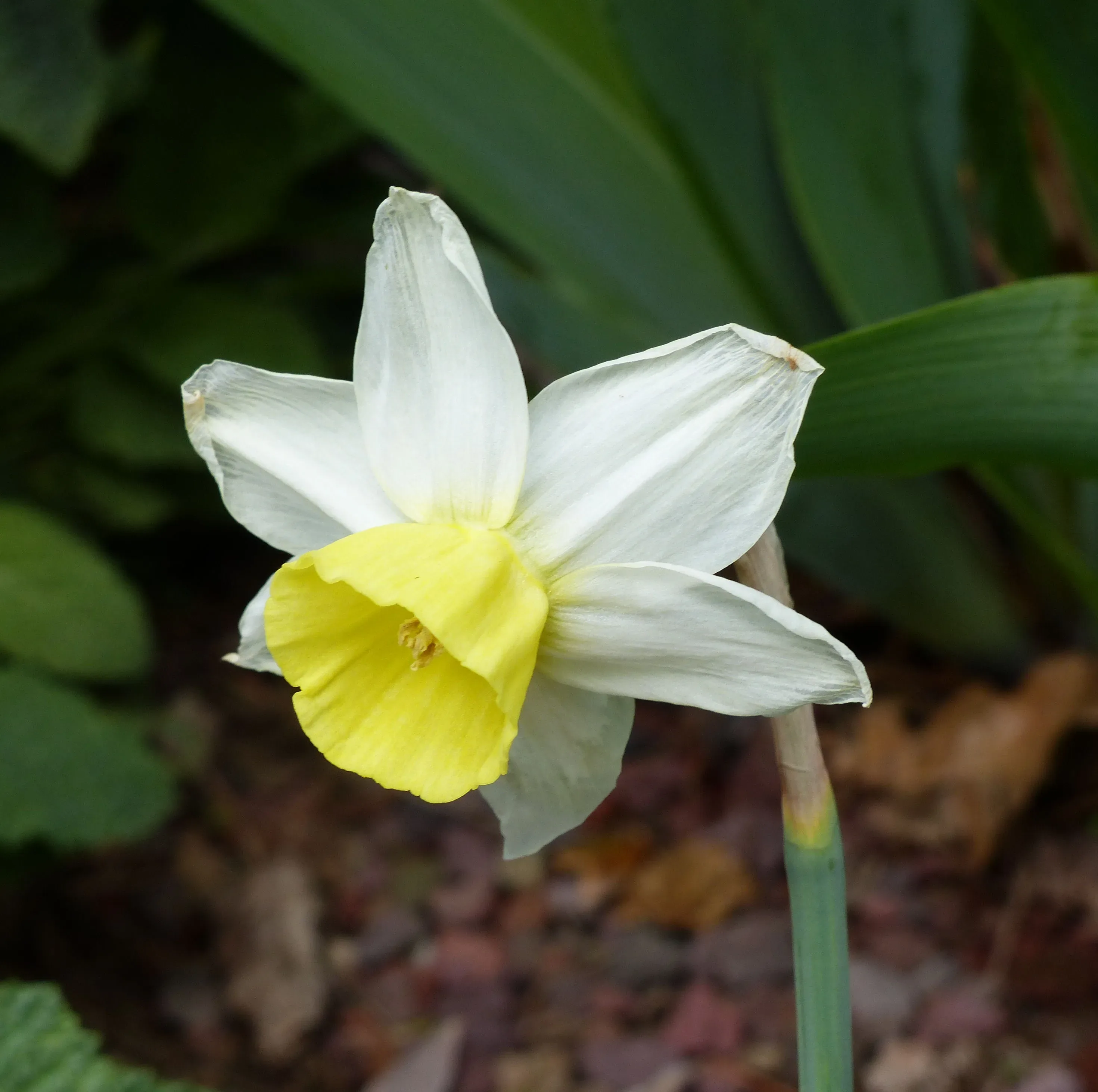 Narciso
