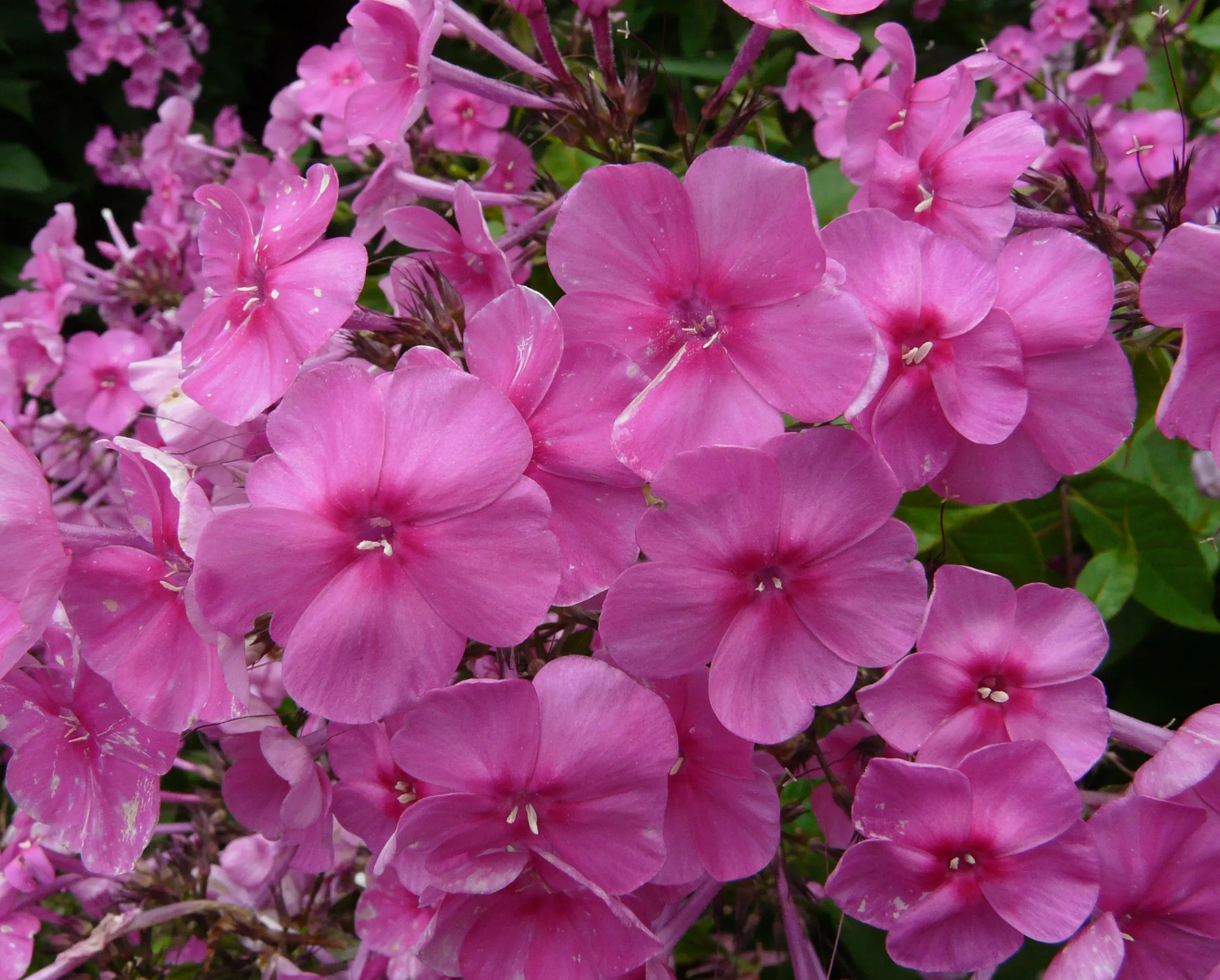 Phlox a foglie larghe 'Winnetou'