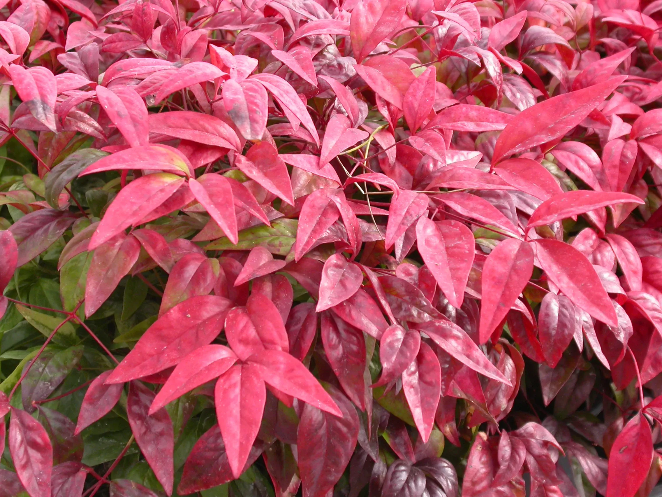 Nandina (bambù sacro)