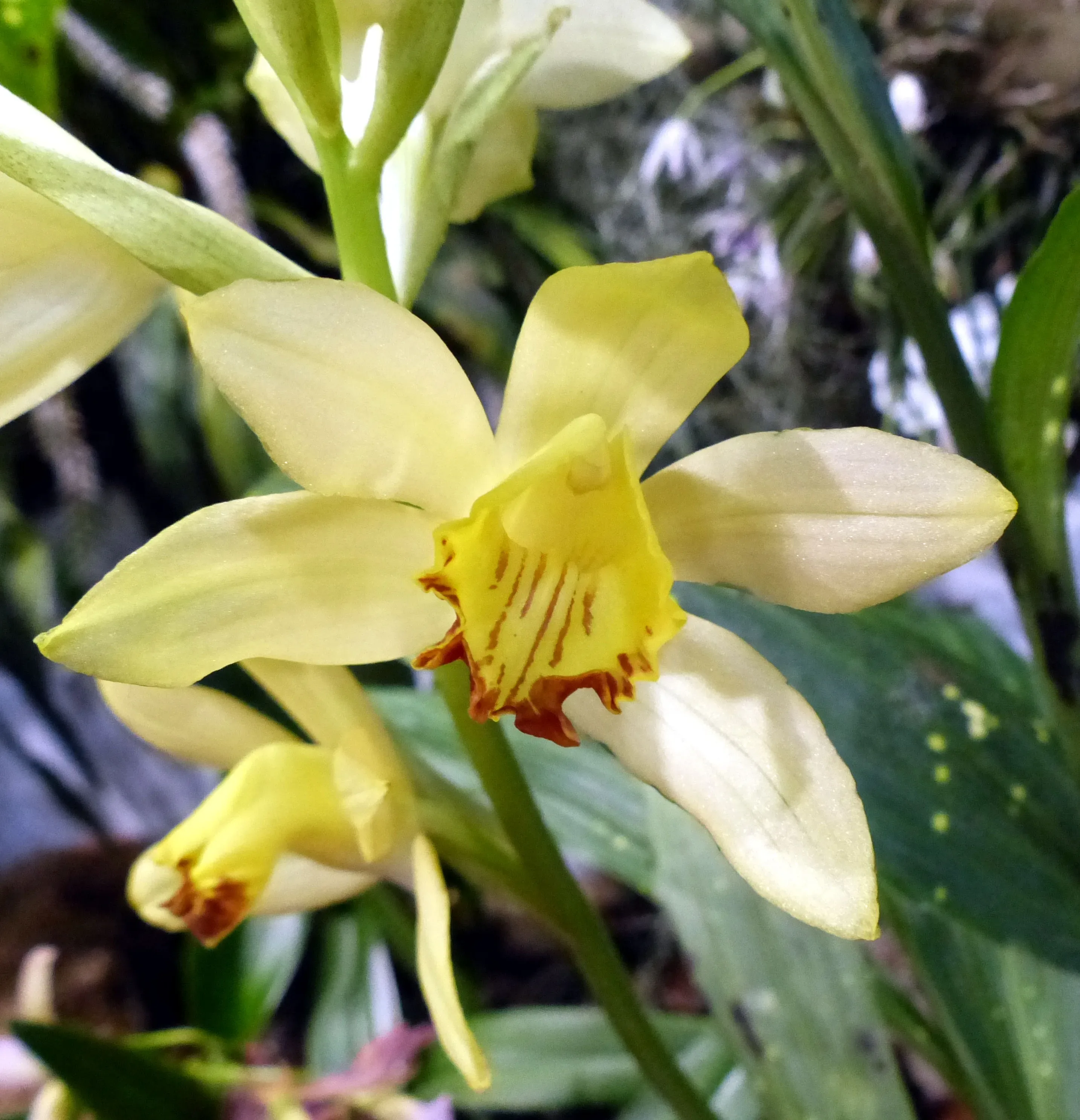 Orchidea Phaius gialla