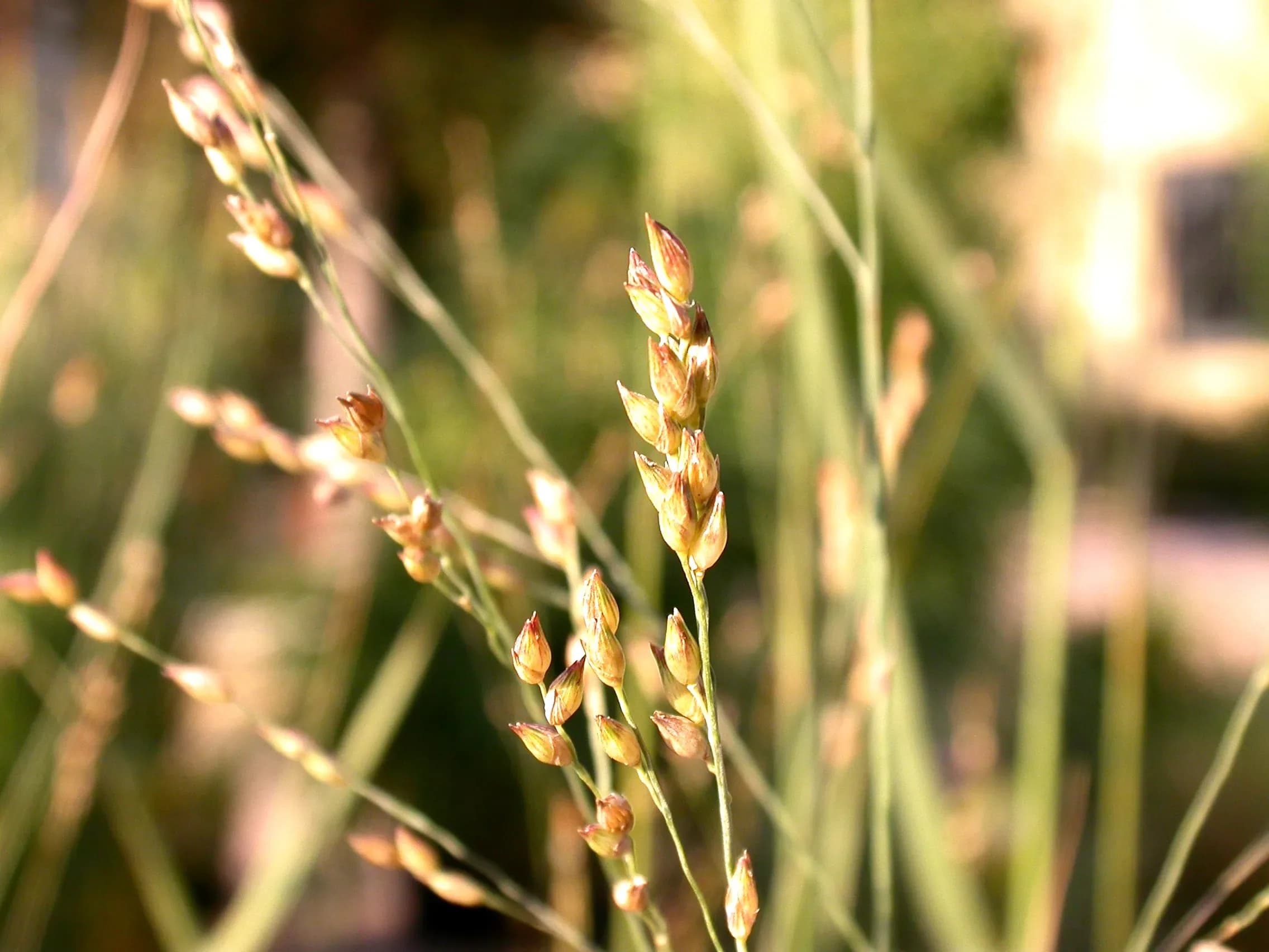 Panicum
