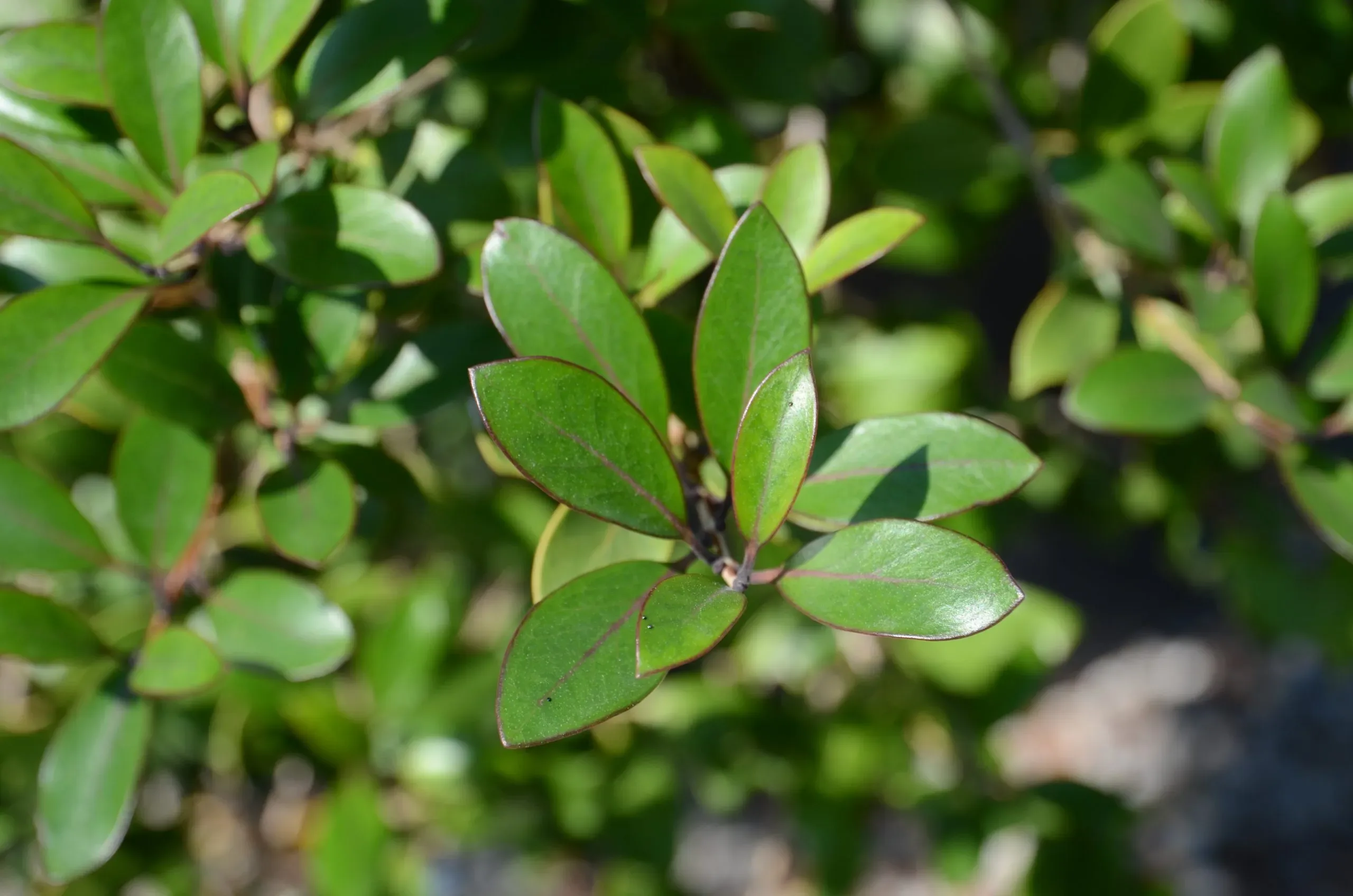 Osmanthus