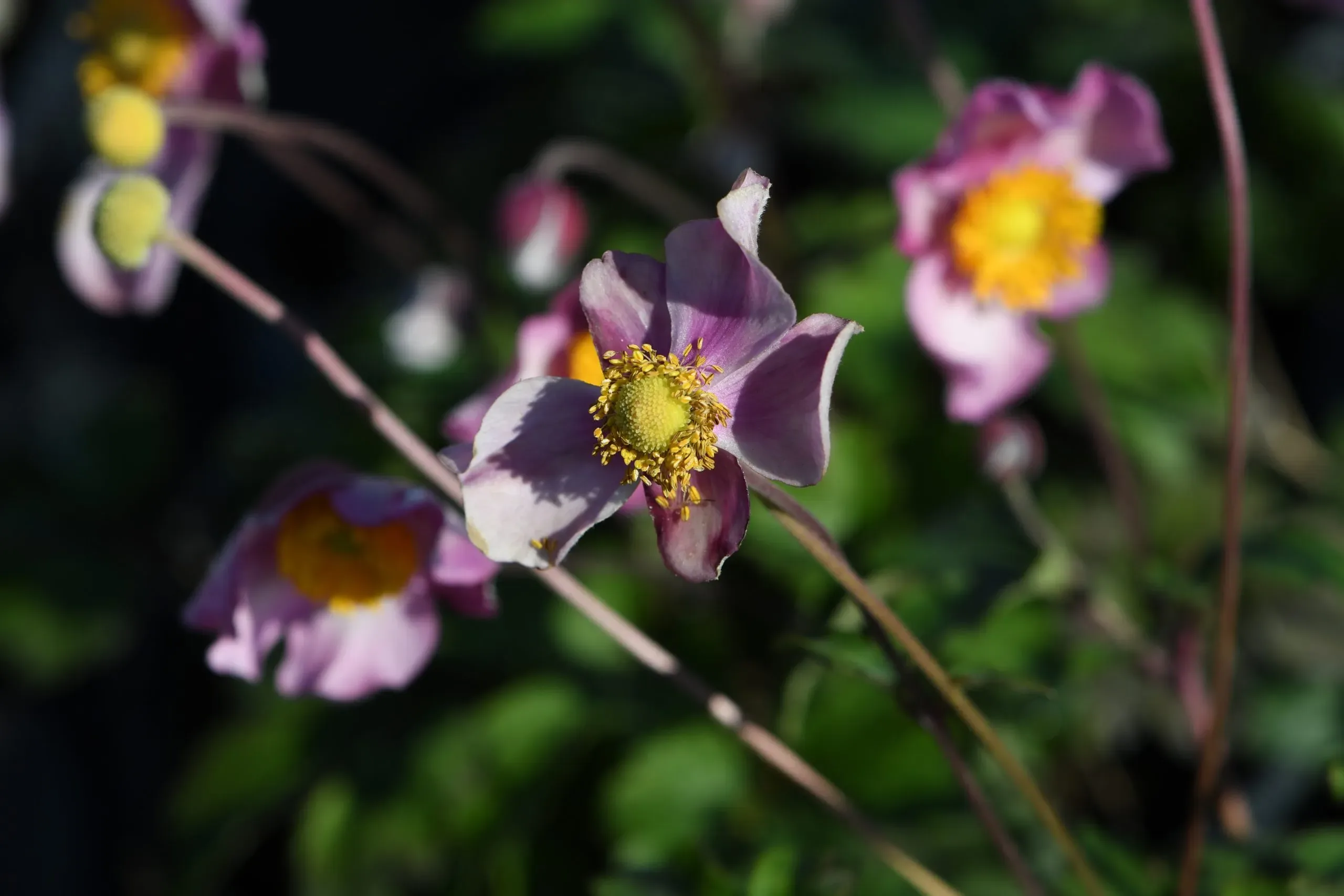 Anemone ‘Fantasy Cinderella'