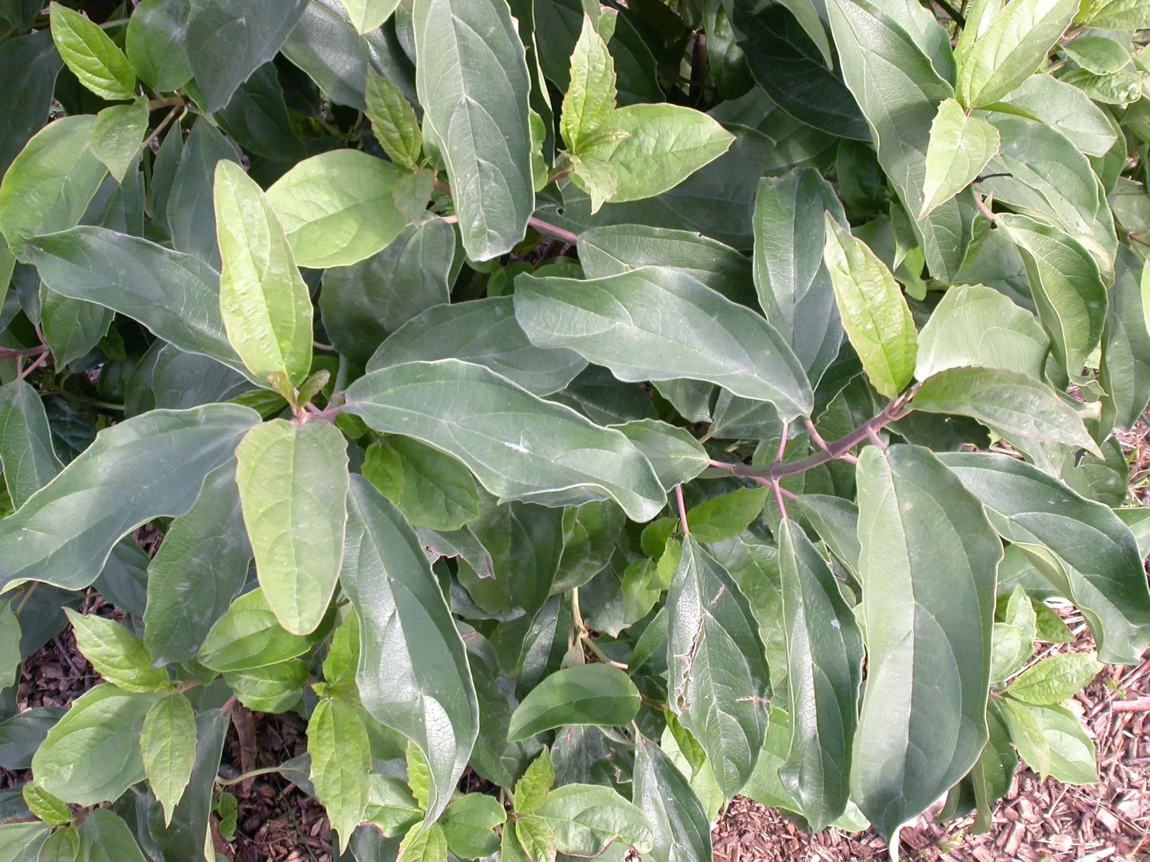 Viburnok cylindricum