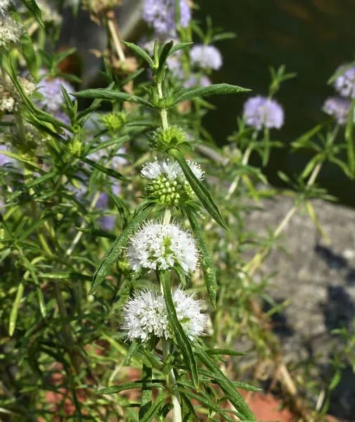 Menta cervina