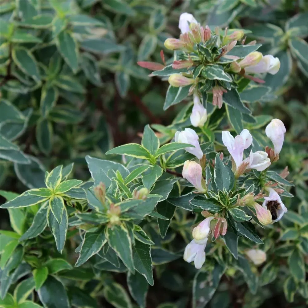 Abelia x grandiflora ‘Lucky Lots’