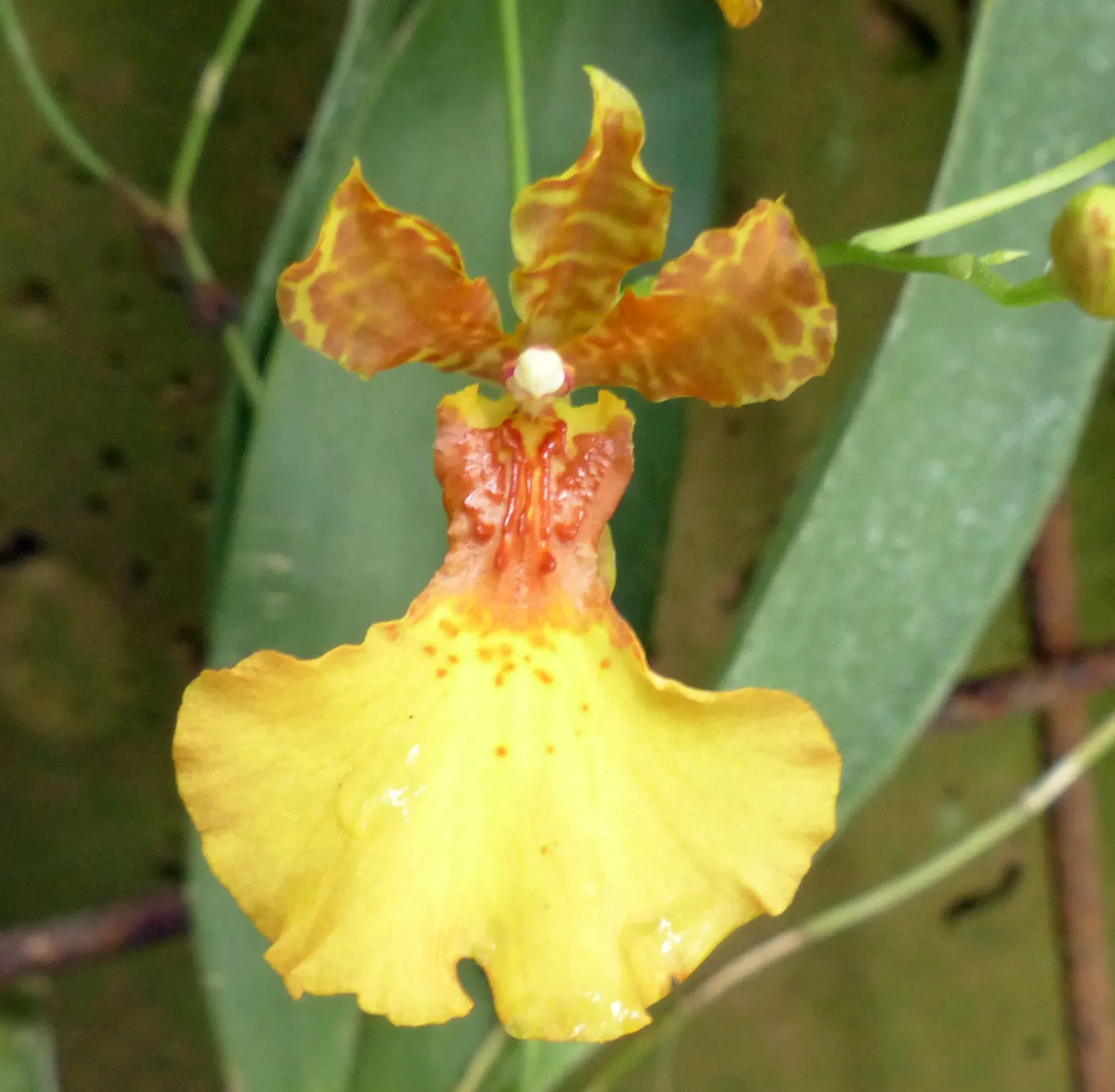 Oncidio (orchidea)