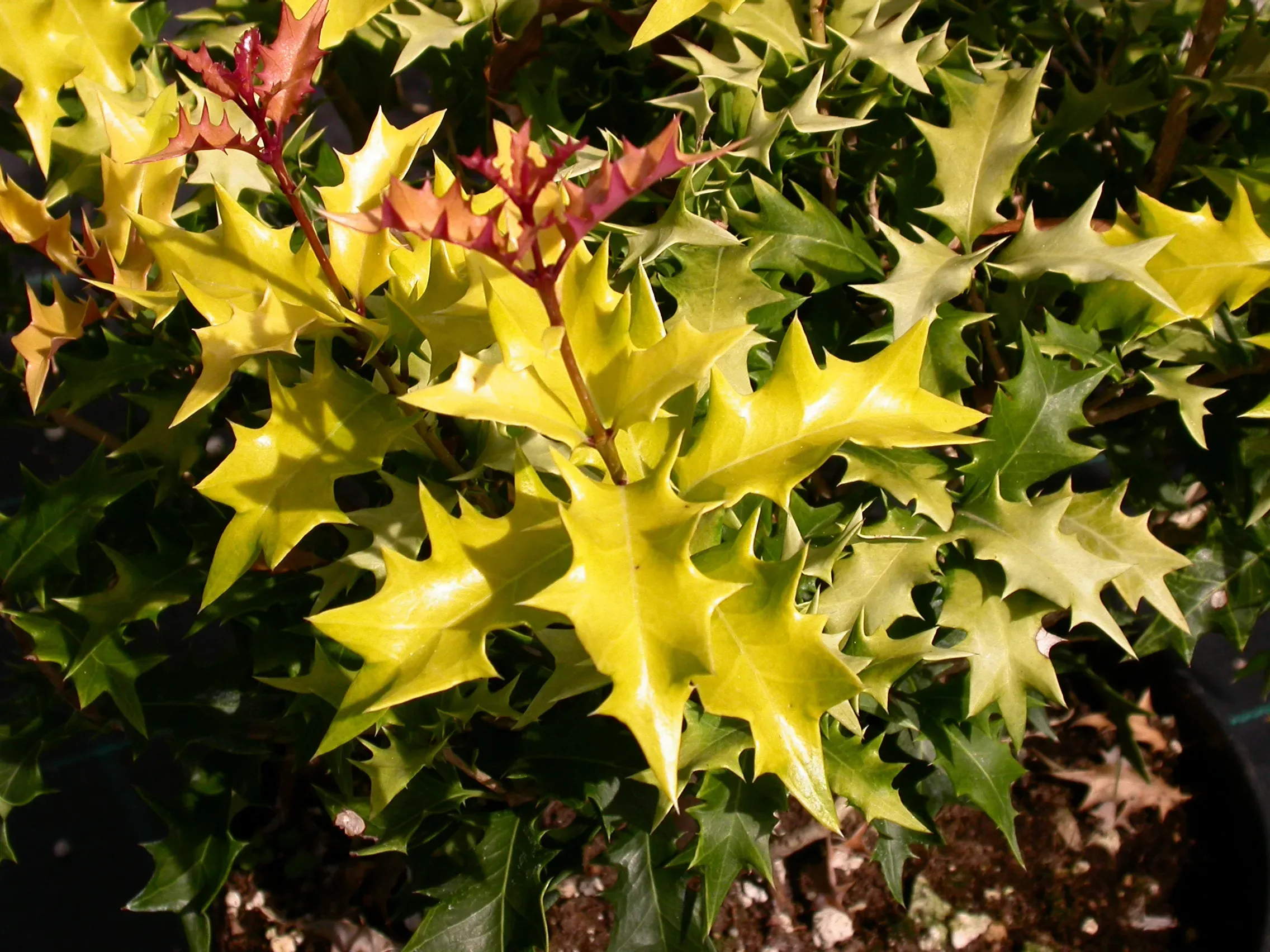 Osmanthus