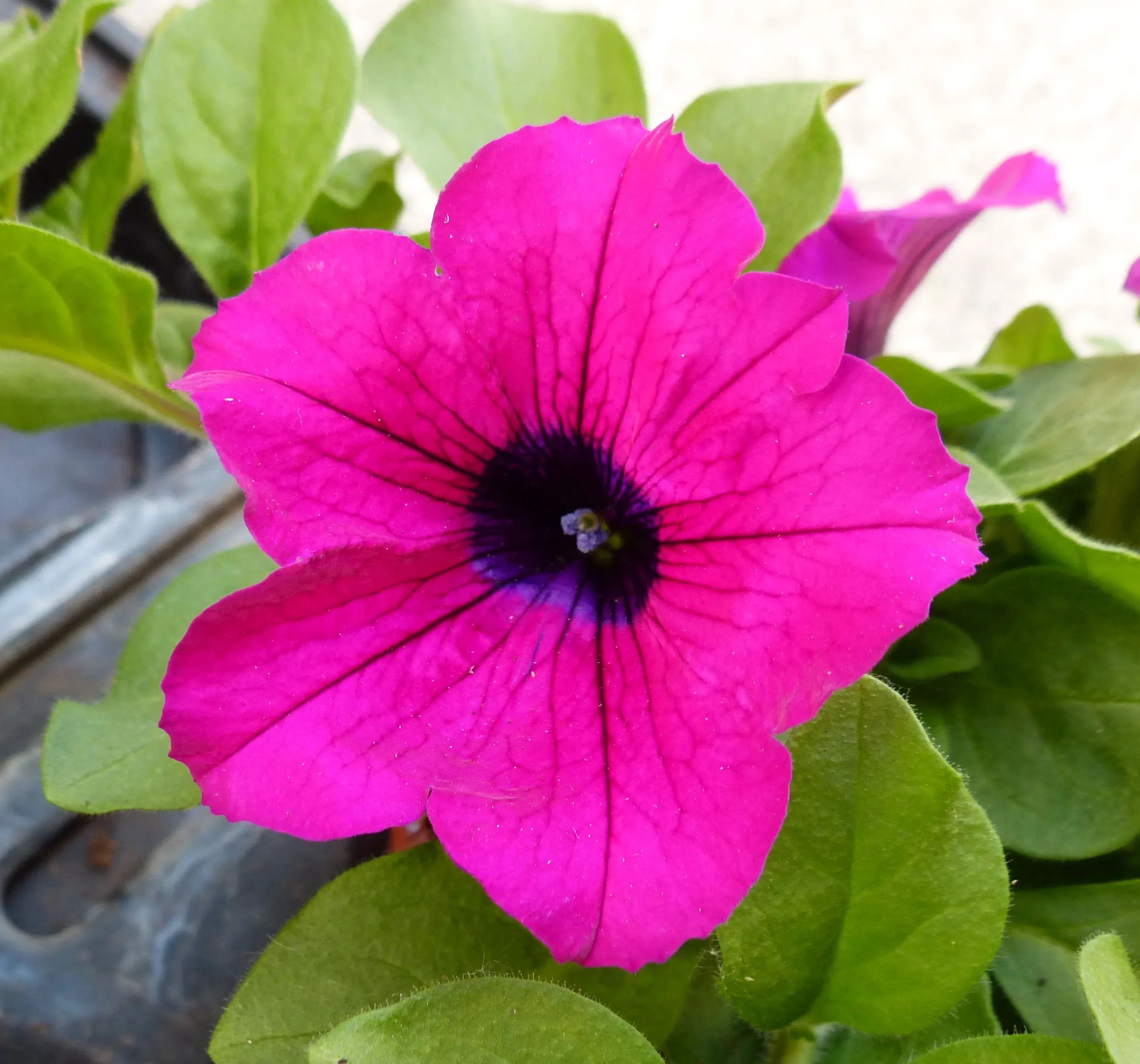 Petunia