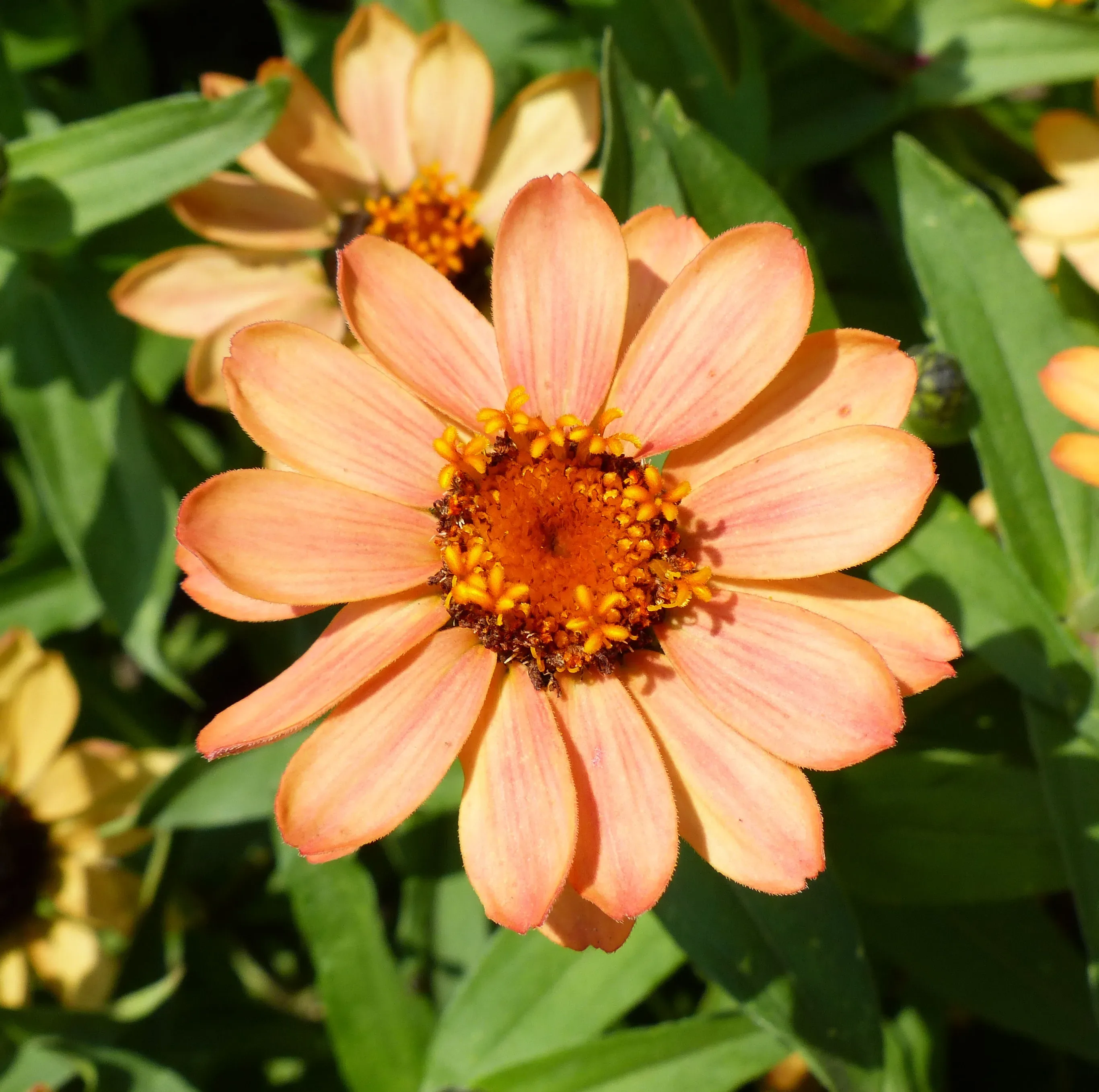 Zinniadi Haage cultivar 'Profusion Apricot'
