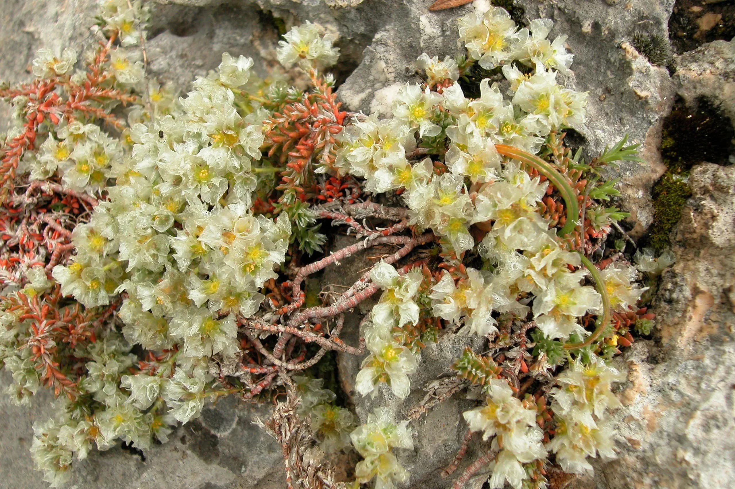 Paronichia