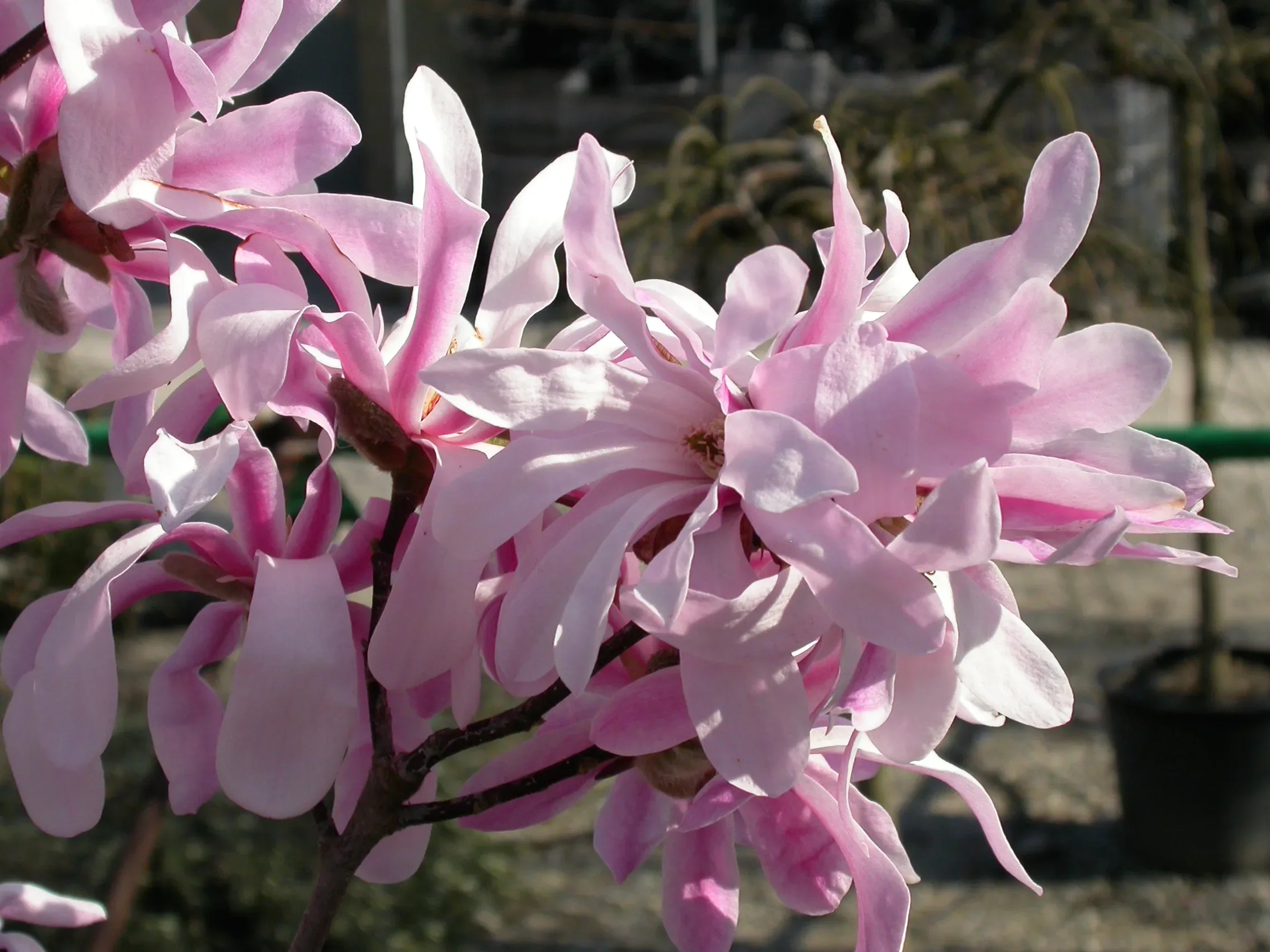 Magnolia