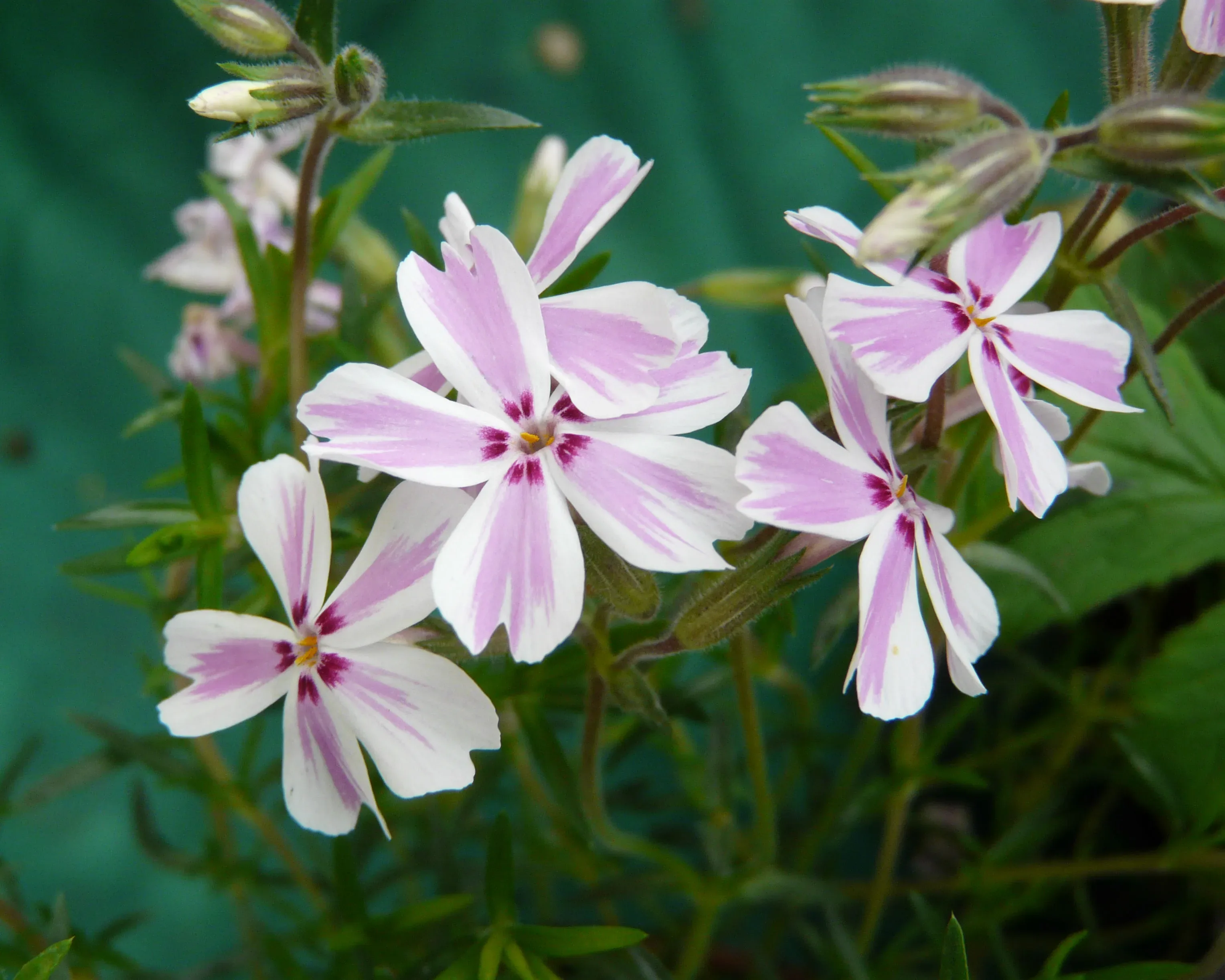 Phlox subulata 'Dado Niko'