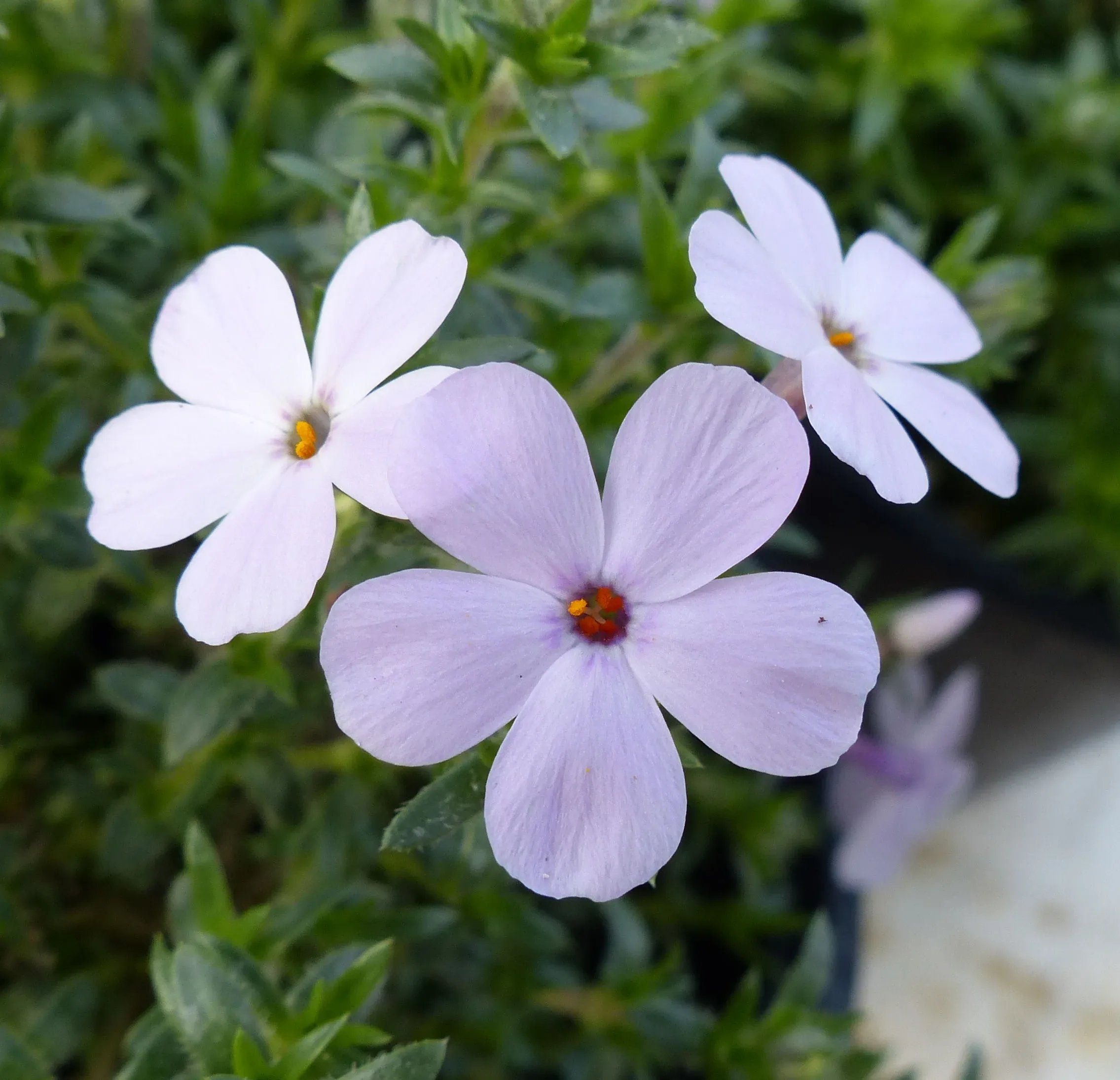 Flox di Douglas