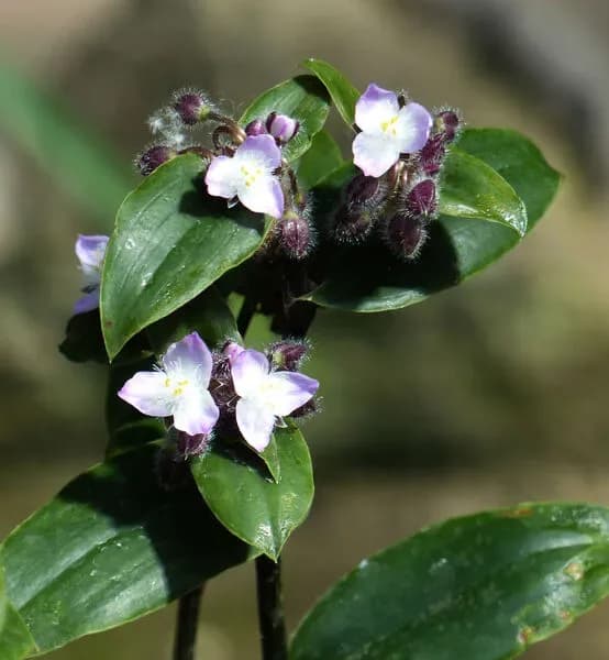 Tradescanzia cerinthoides
