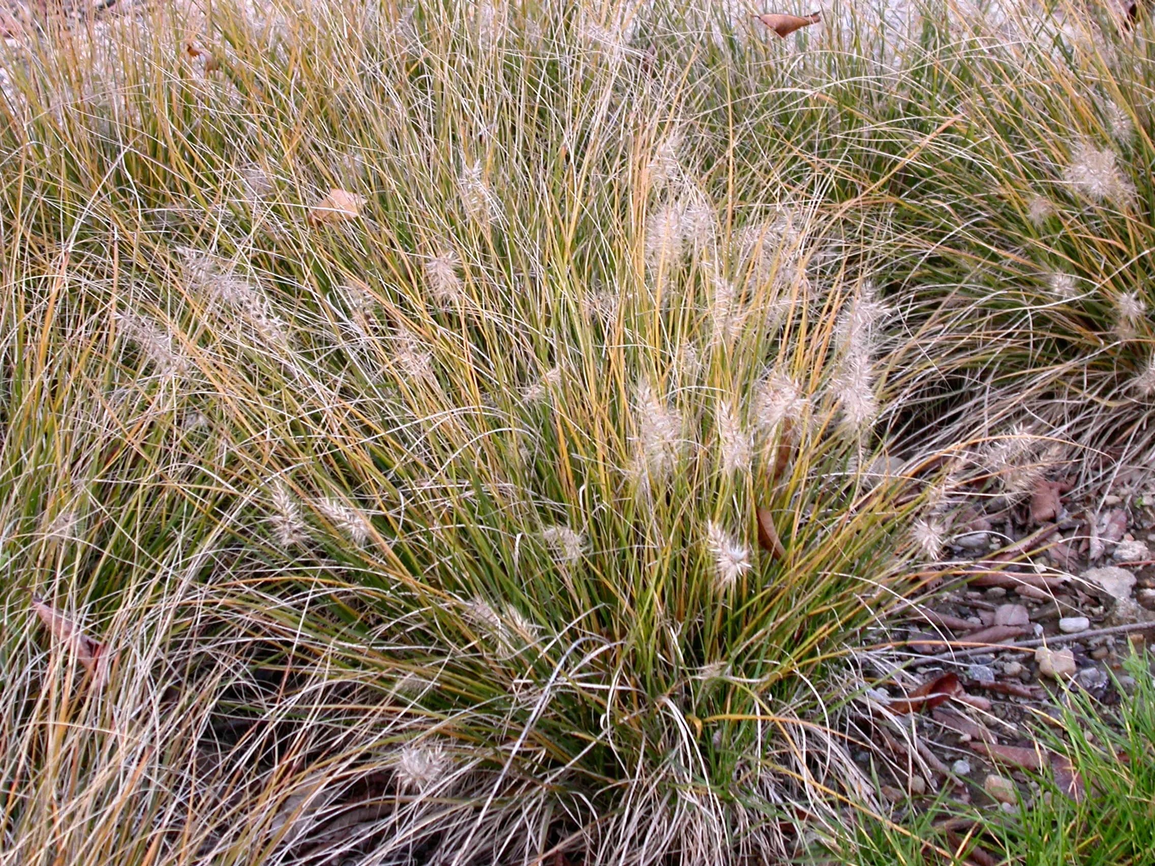 Penniseto