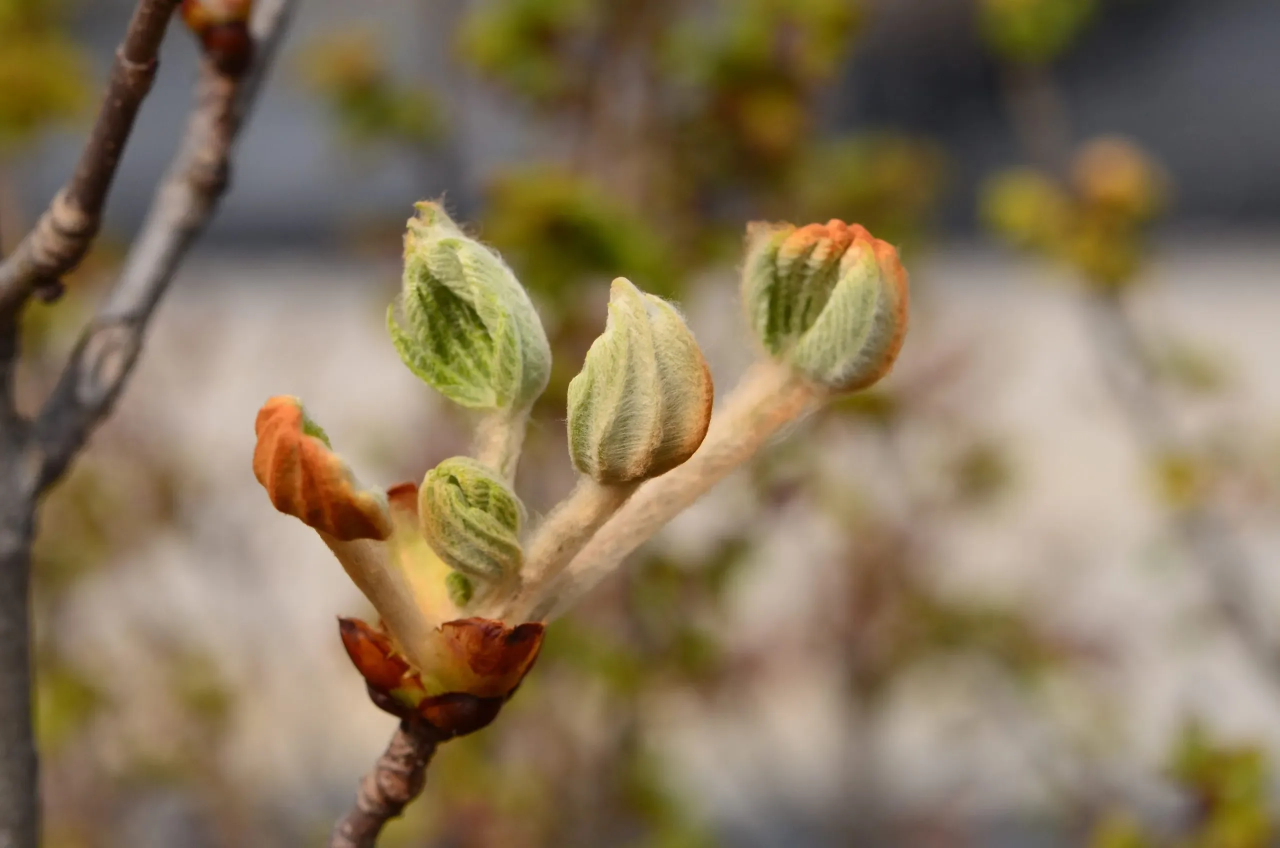Ippocastano 'Umbraculifera'