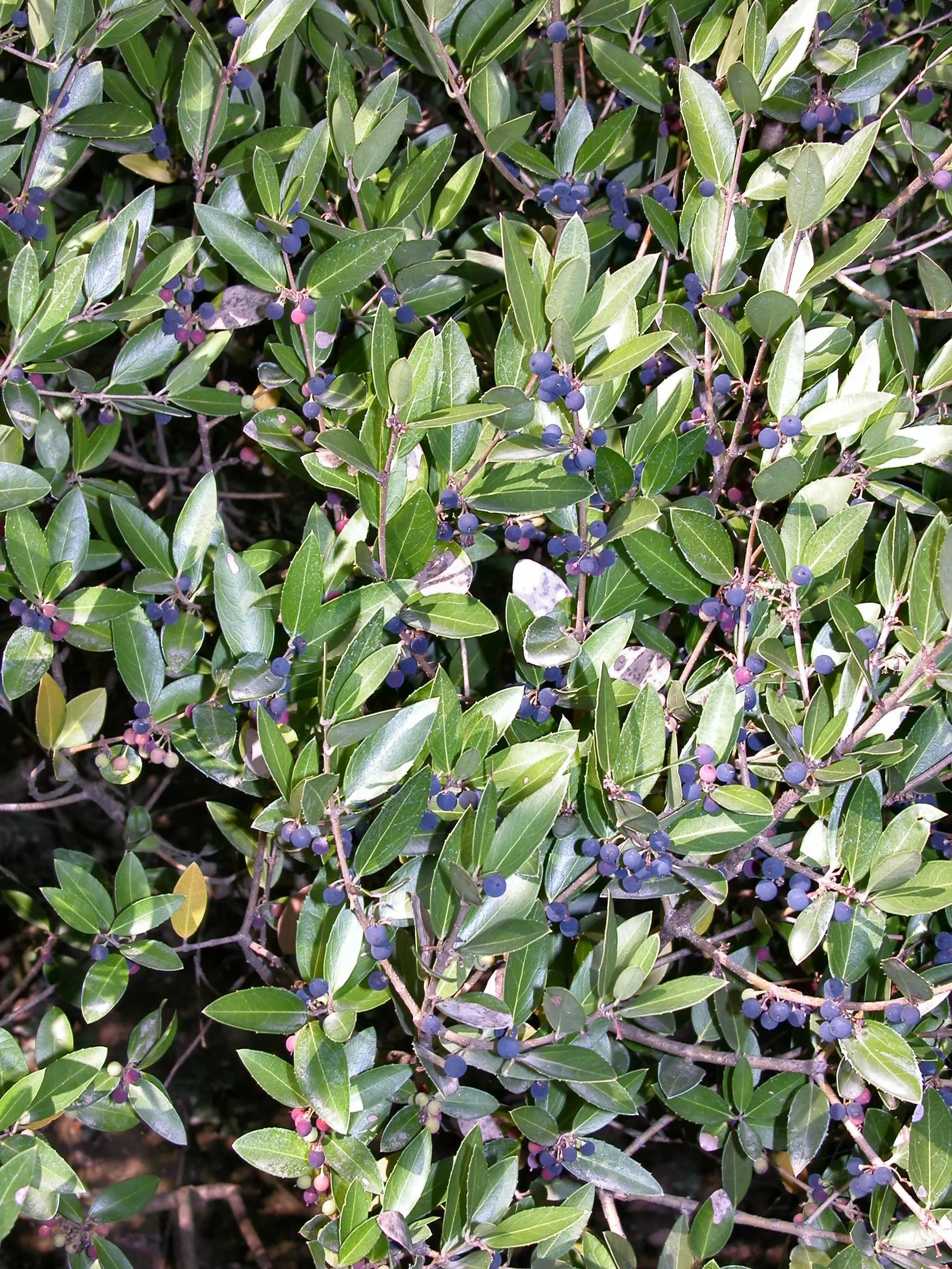 Fillirea latifolia