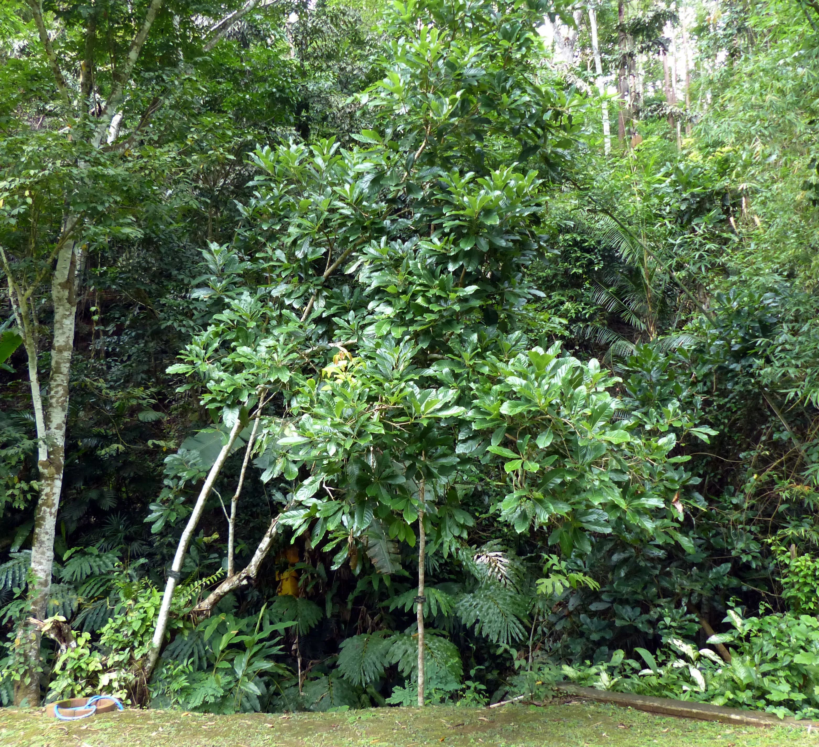 Meliosma
