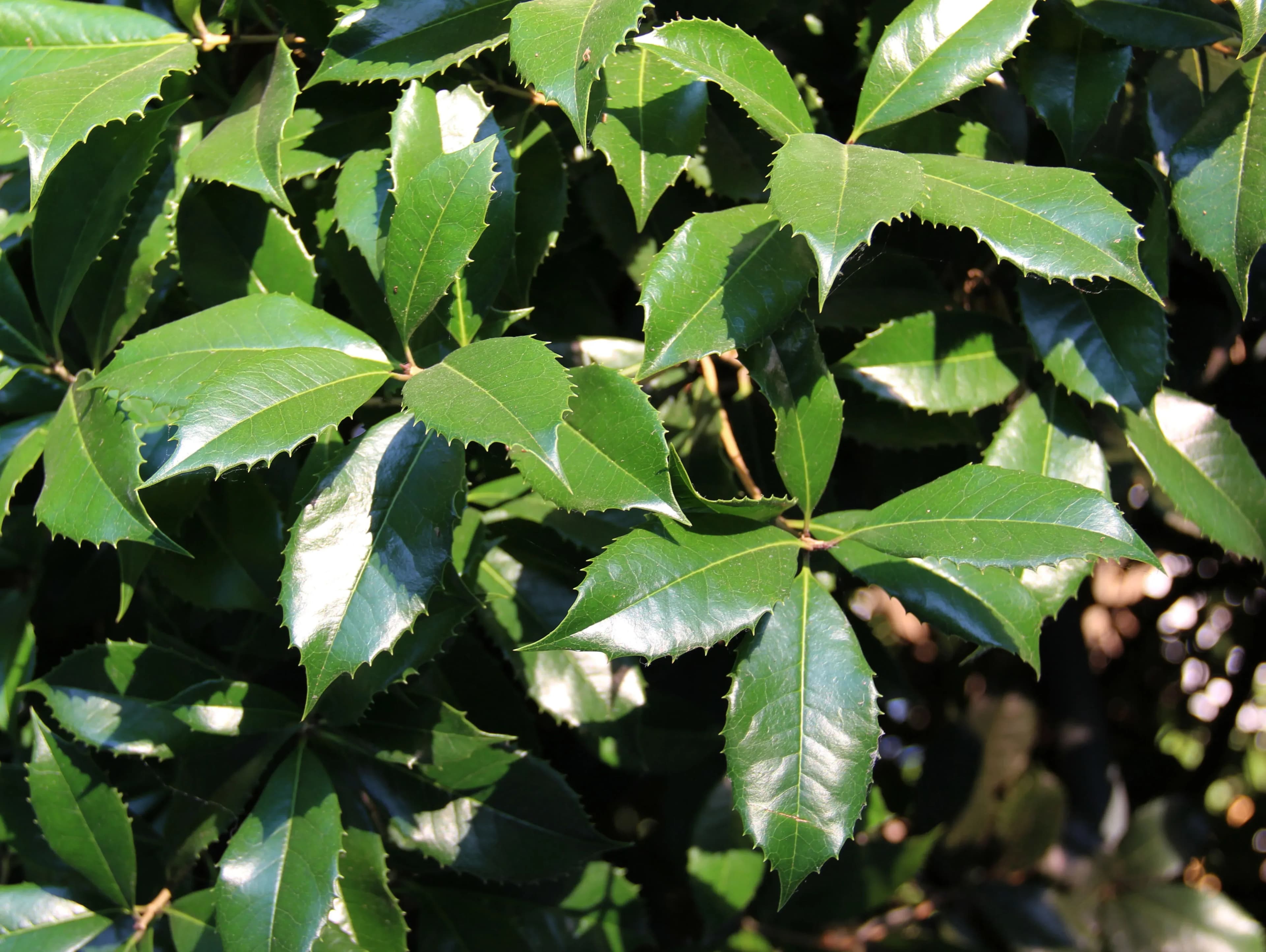 Osmanthus