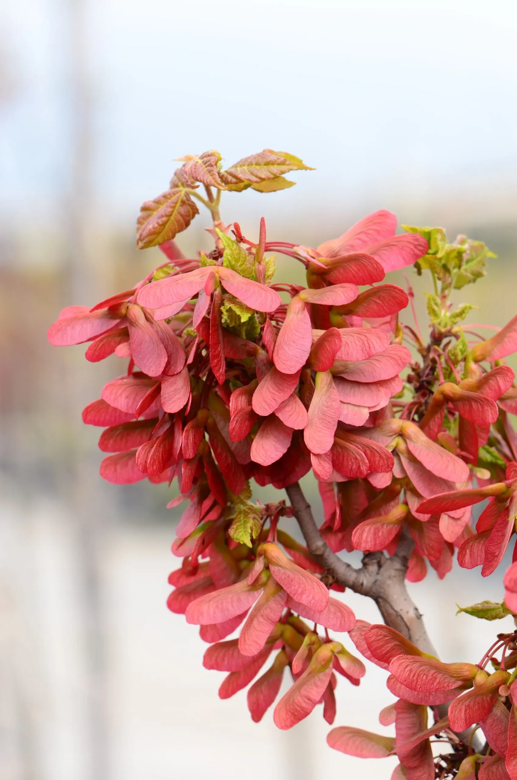 Acero rosso 'Joseph'