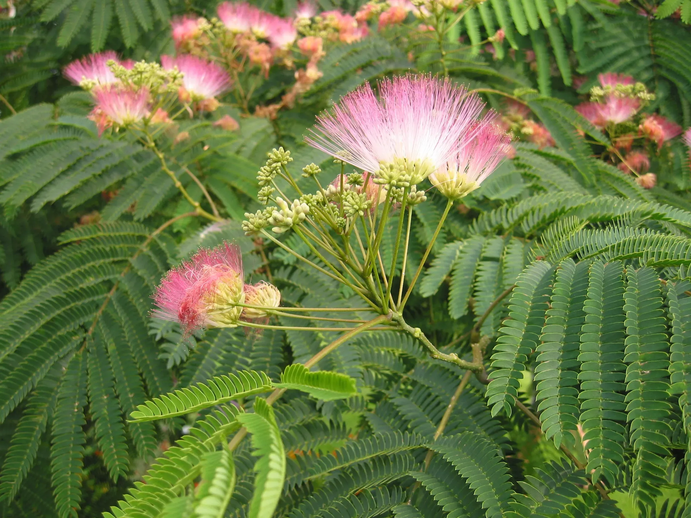 Acacia di Costantinopoli / Gaggìa arborea / mimosa di Costantinopoli