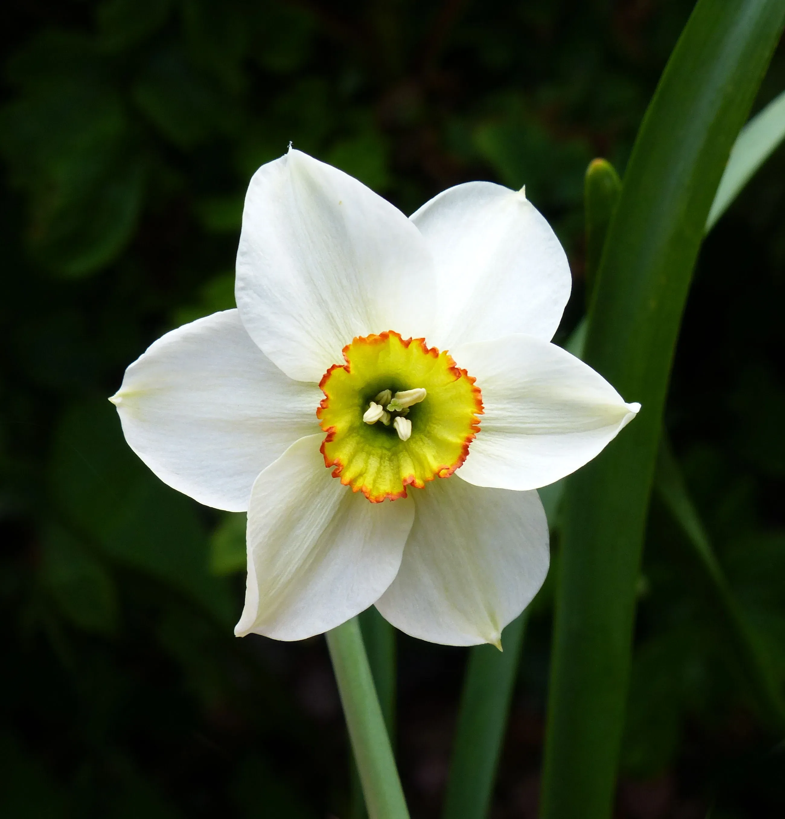Narciso