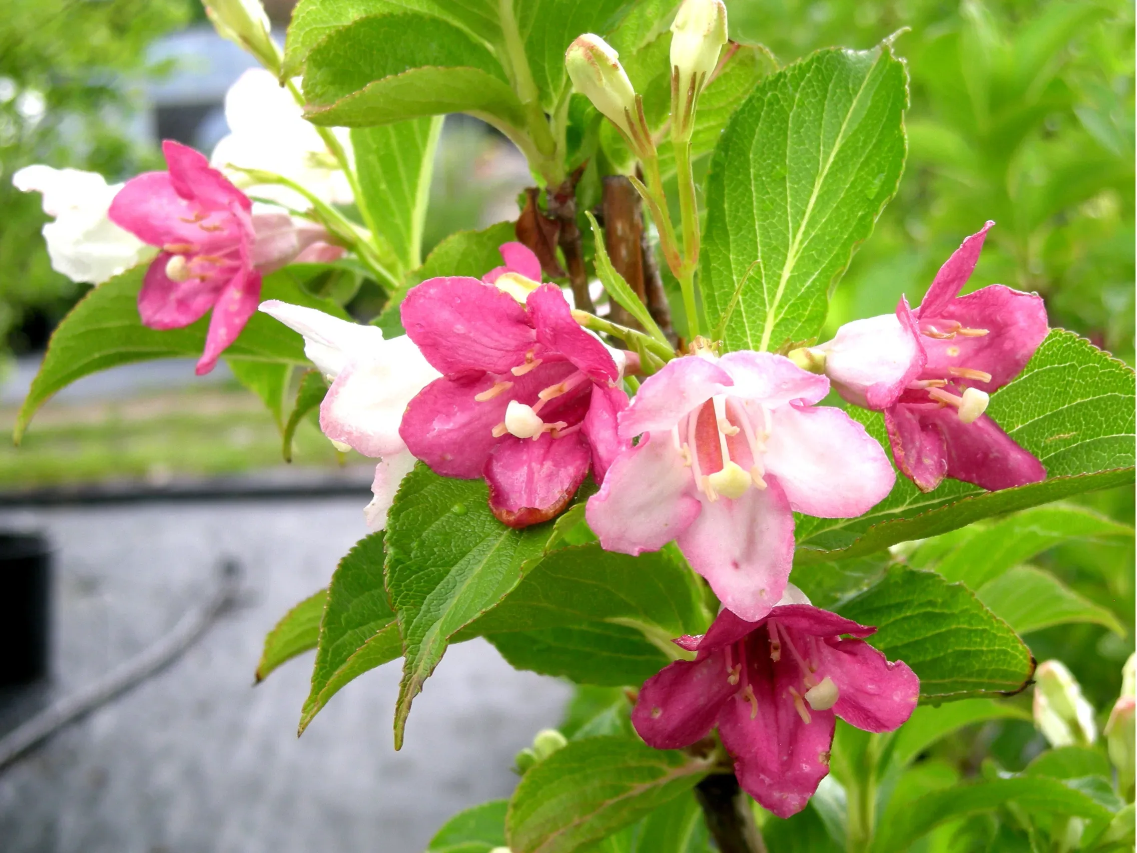 Weigela coraeensis