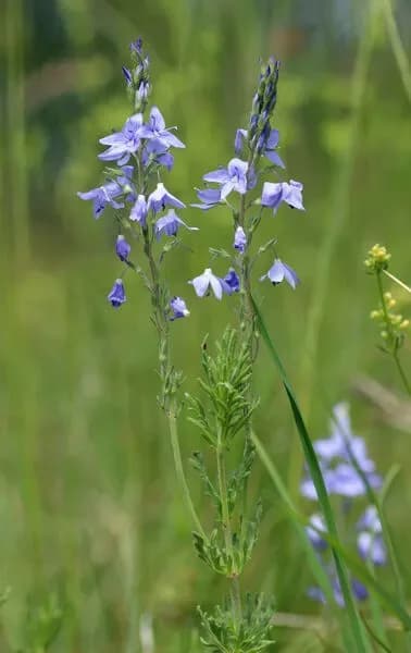 Veronica austrina